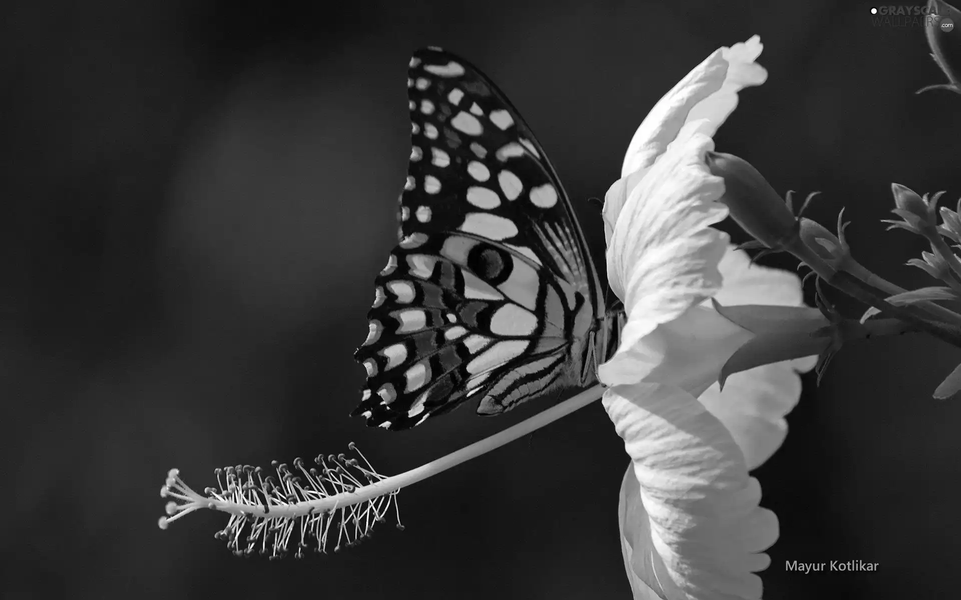 butterfly, Colourfull Flowers, hibiskus, White