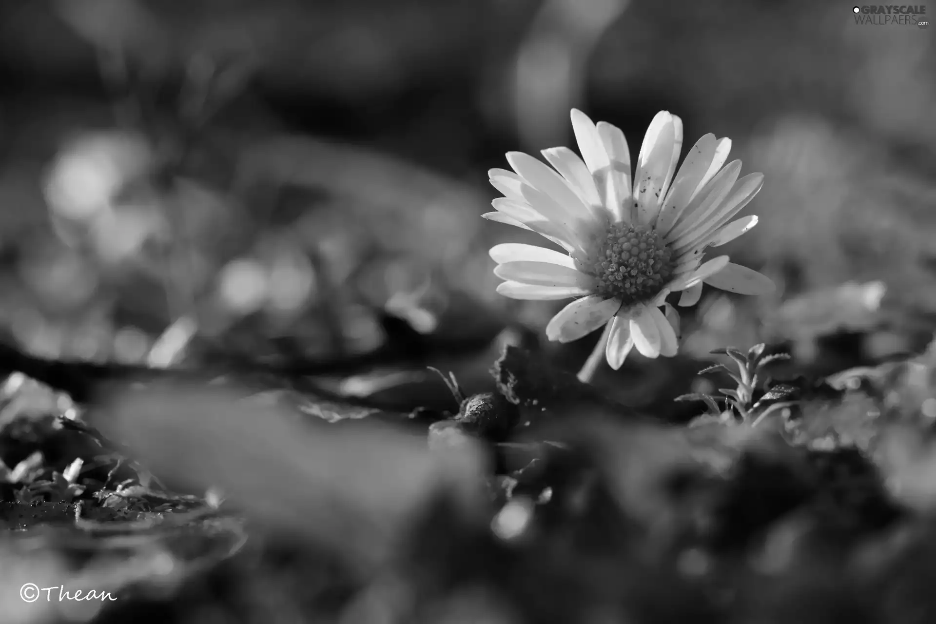 Colourfull Flowers, daisy, White