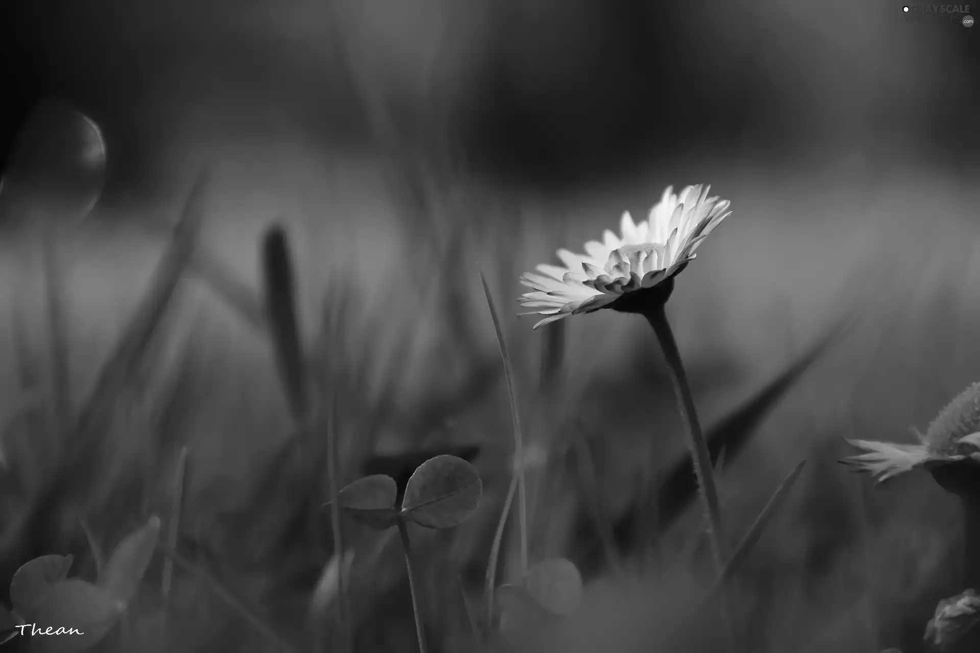 Colourfull Flowers, daisy, White