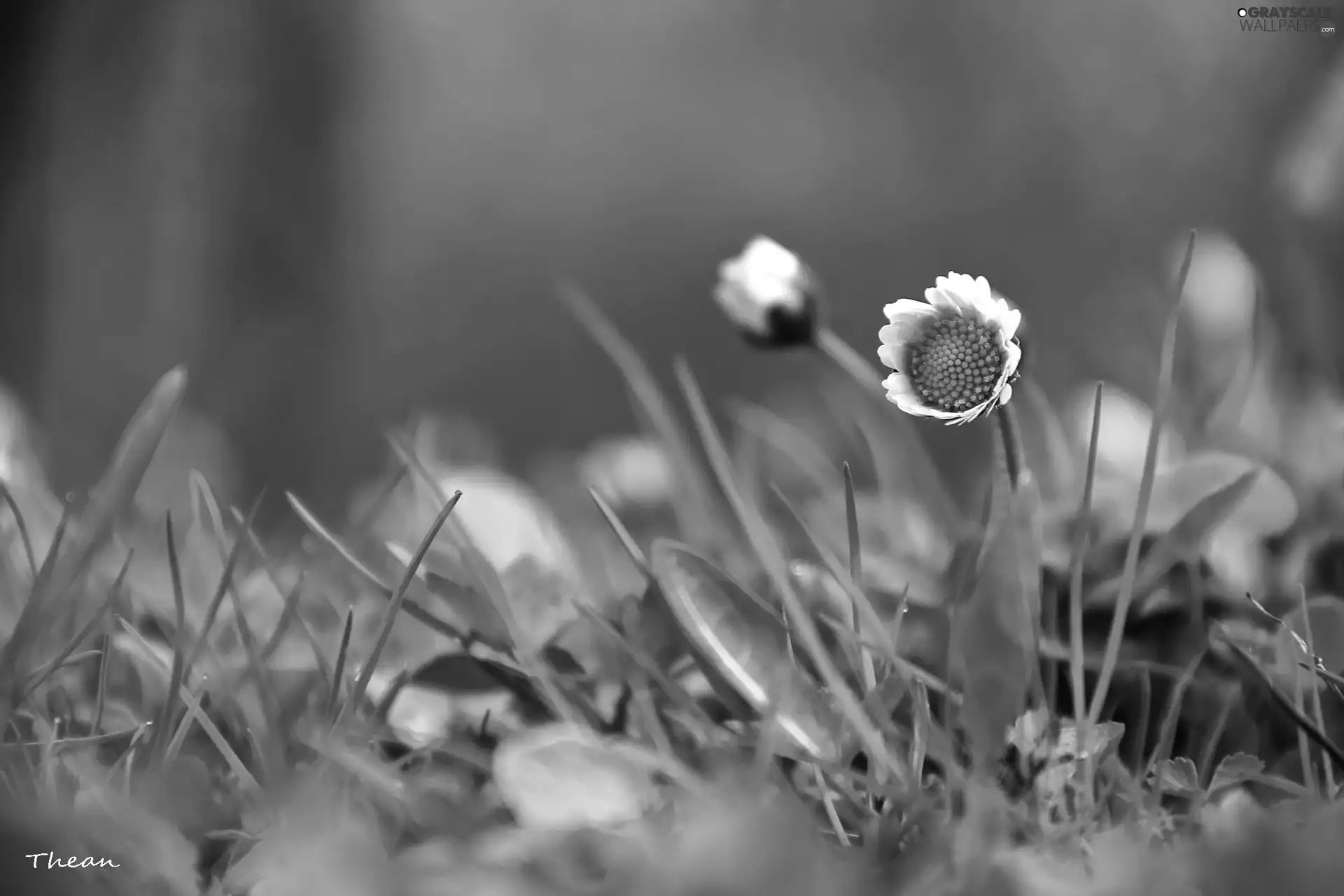 Colourfull Flowers, daisy, White