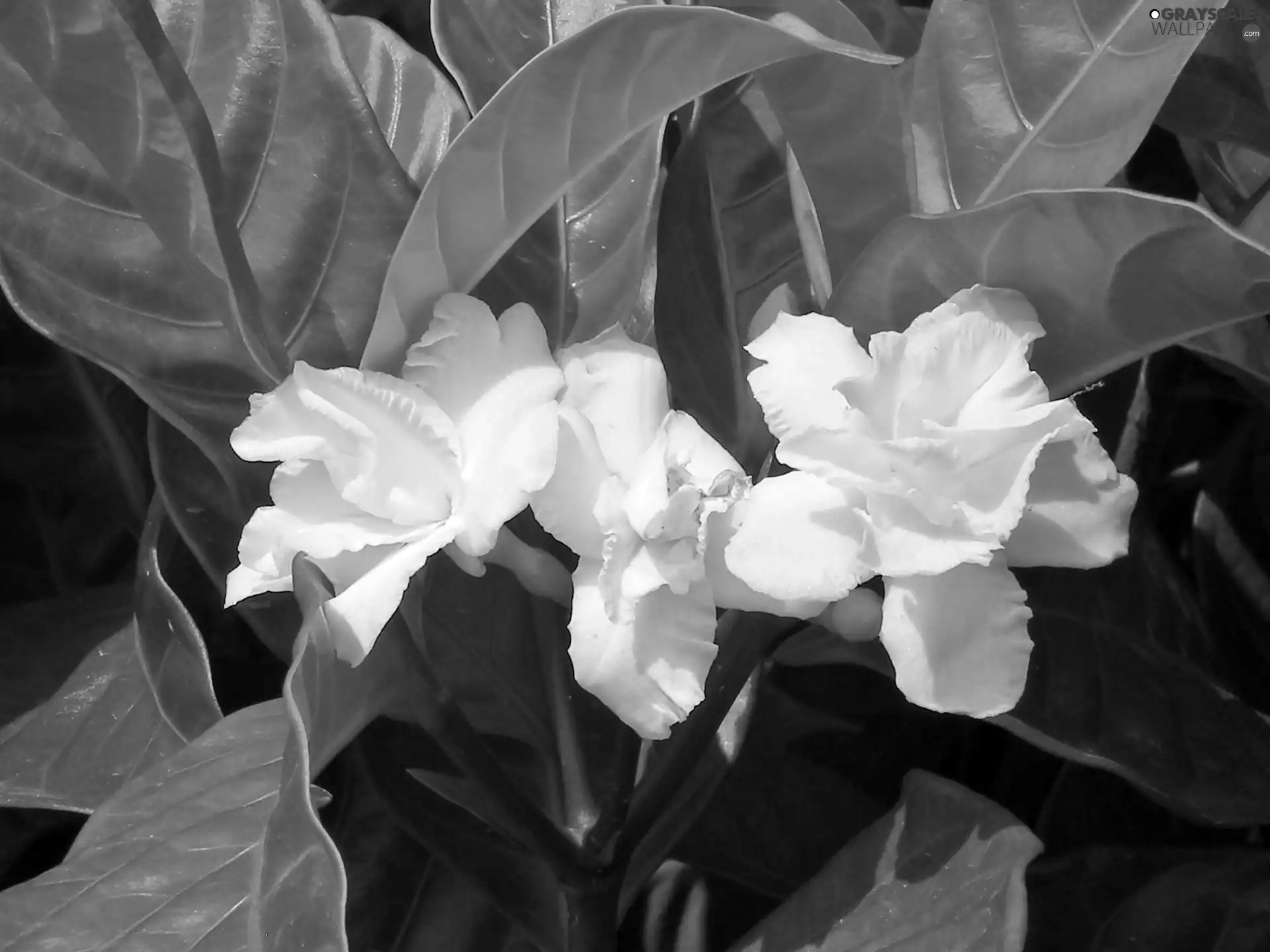 Gardenia, White, Colourfull Flowers