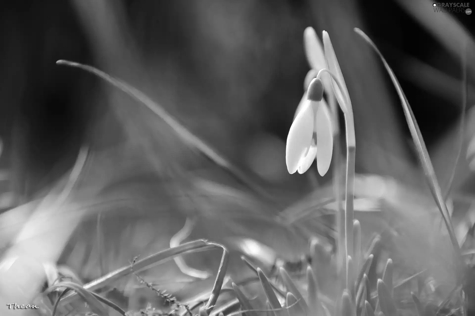 Colourfull Flowers, Snowdrop, White