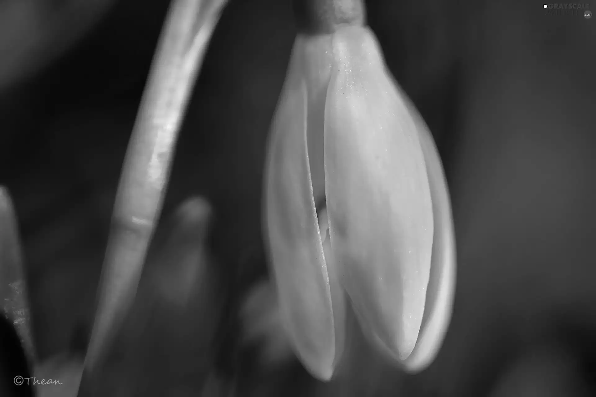 Colourfull Flowers, Snowdrop, White