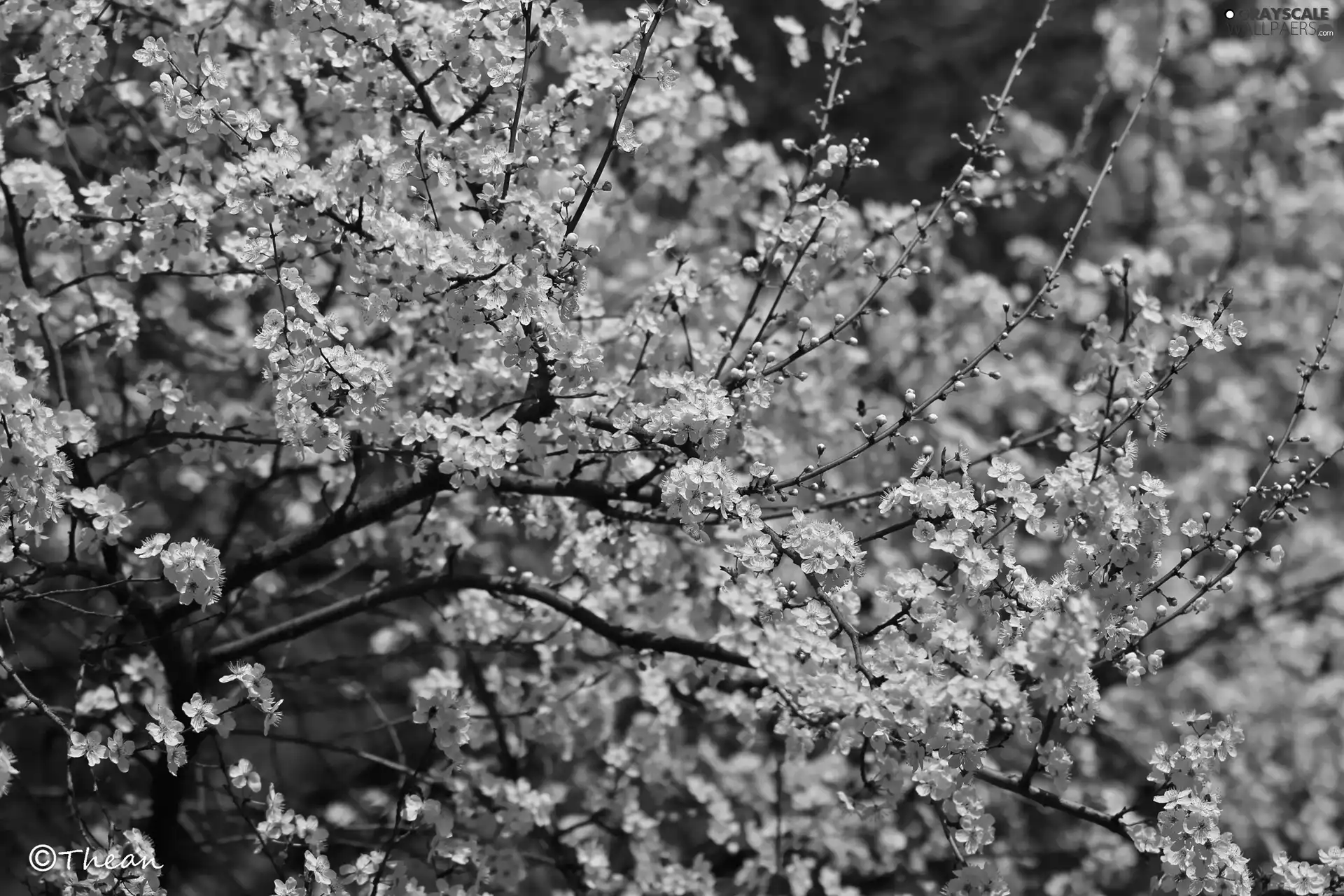 White, Flowers, trees, fruit, flourishing