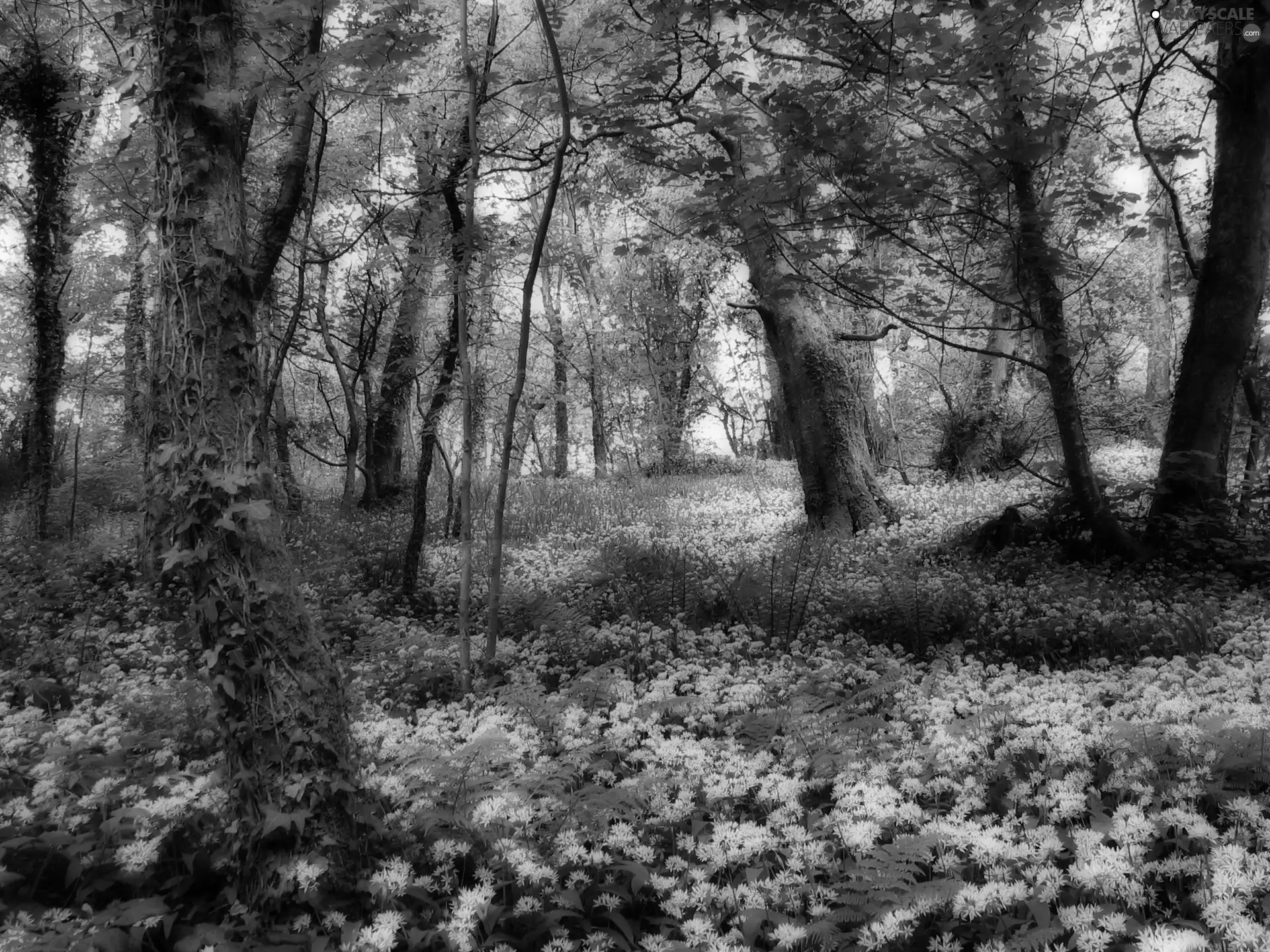 White, Flowers, trees, viewes, forest