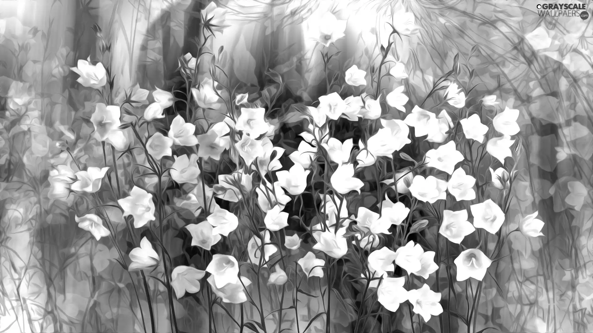 Flowers, ringtones, graphics, White