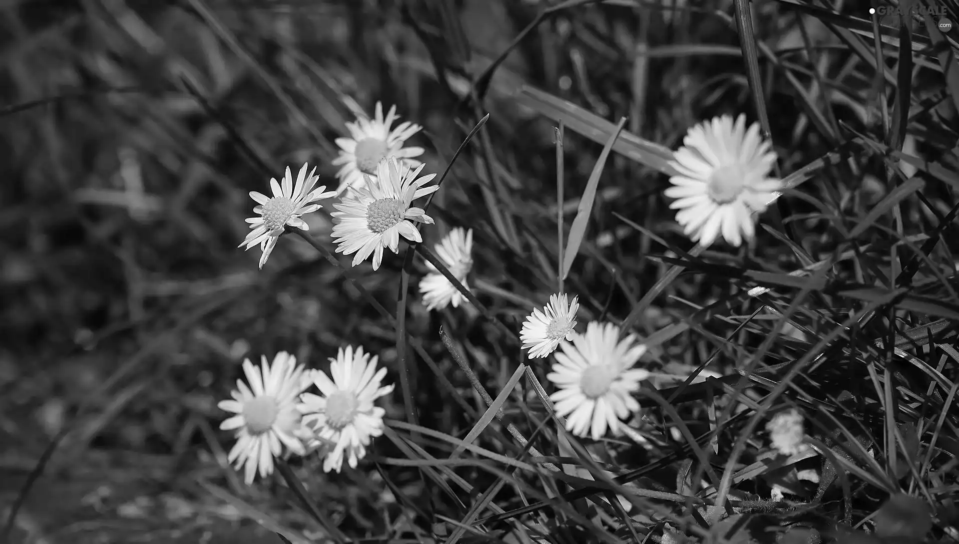 Flowers, daisies, grass, White