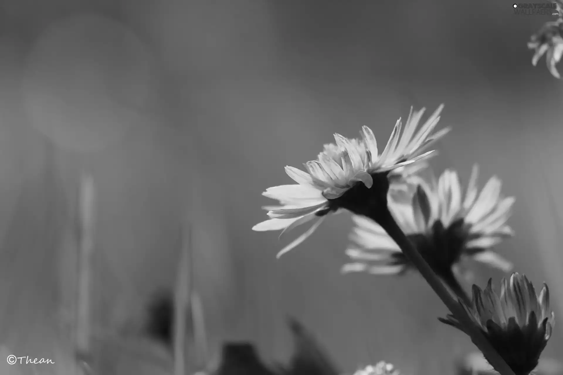 Flowers, daisies, white and Pink