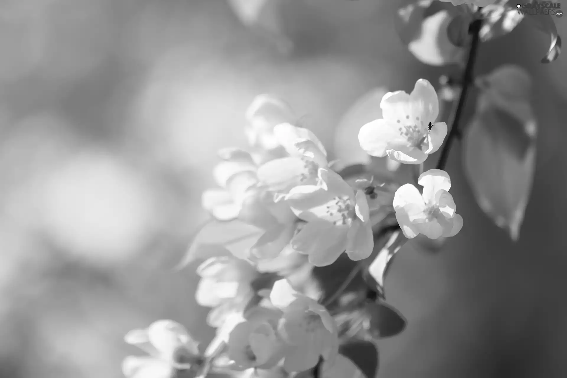 White, Flowers, fruit, apple-tree, trees