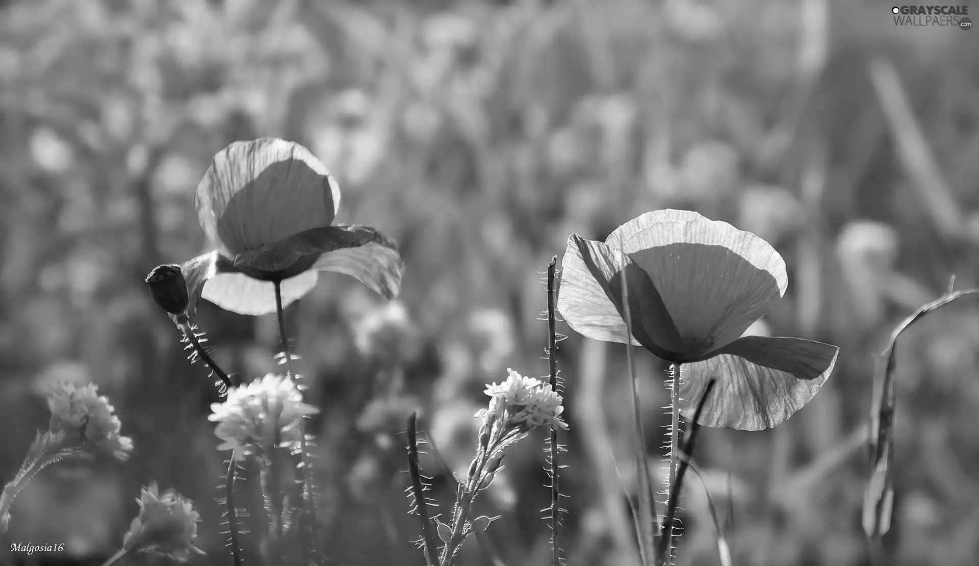 White, Flowers, Red, papavers, Two cars