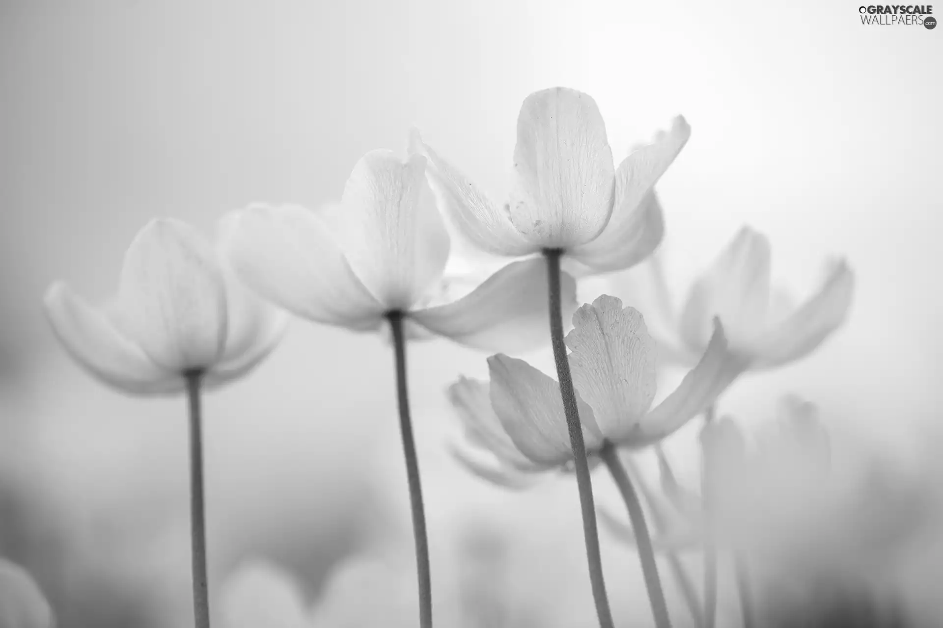 Flowers, Snowdrop Windflower, White
