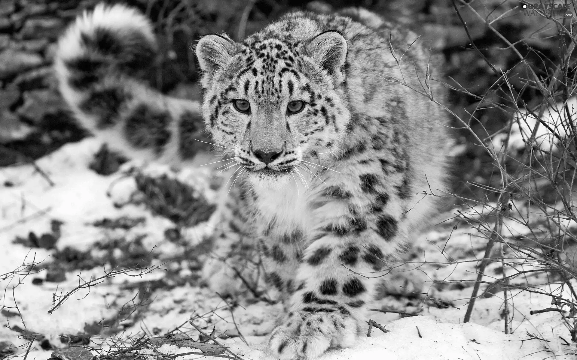 snow leopard, Black, White, winter