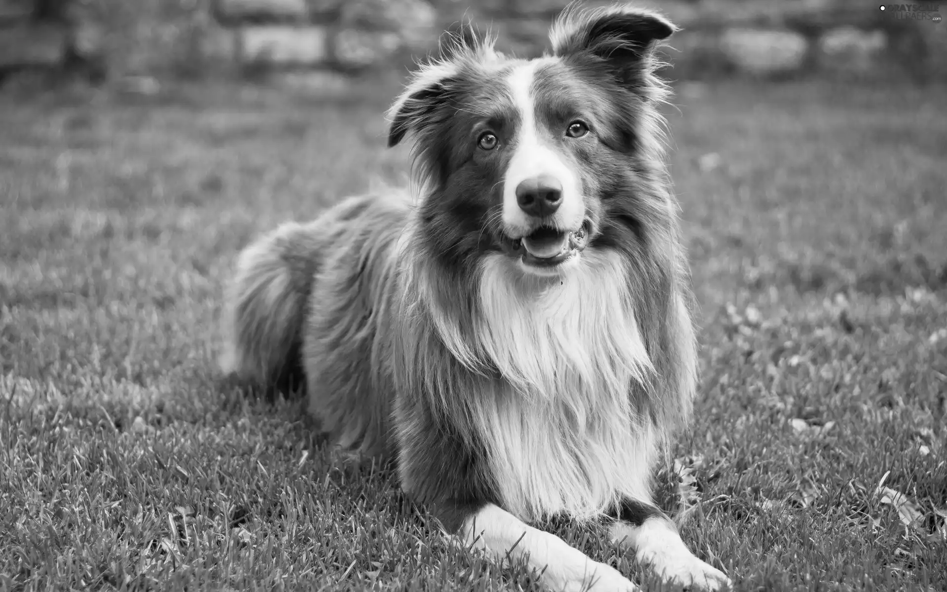 Lawn, brown, white Dog