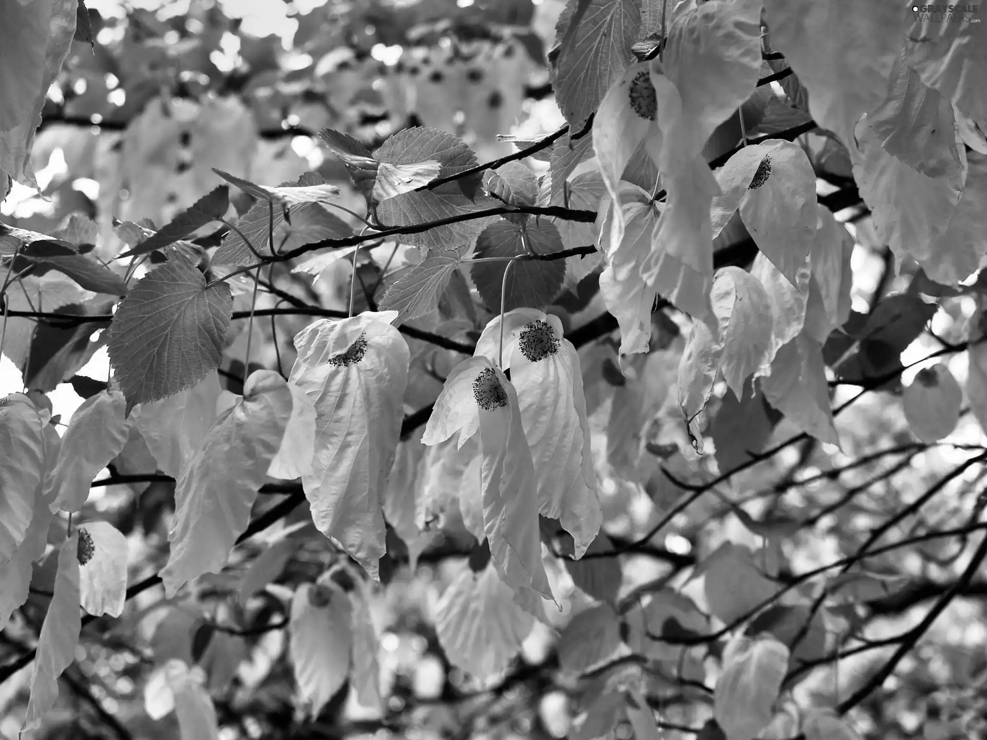 White, green ones, bush, dog-wood, Flowers, Leaf