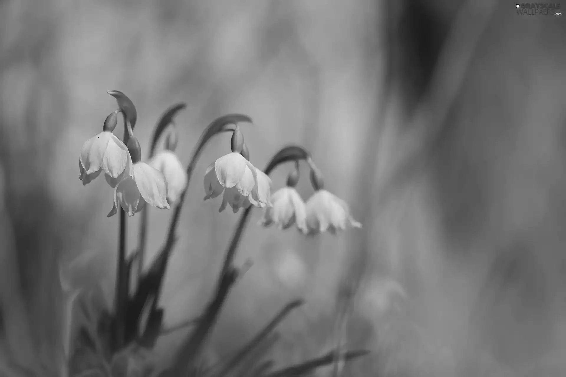Leucojum, Flowers, Spring, White