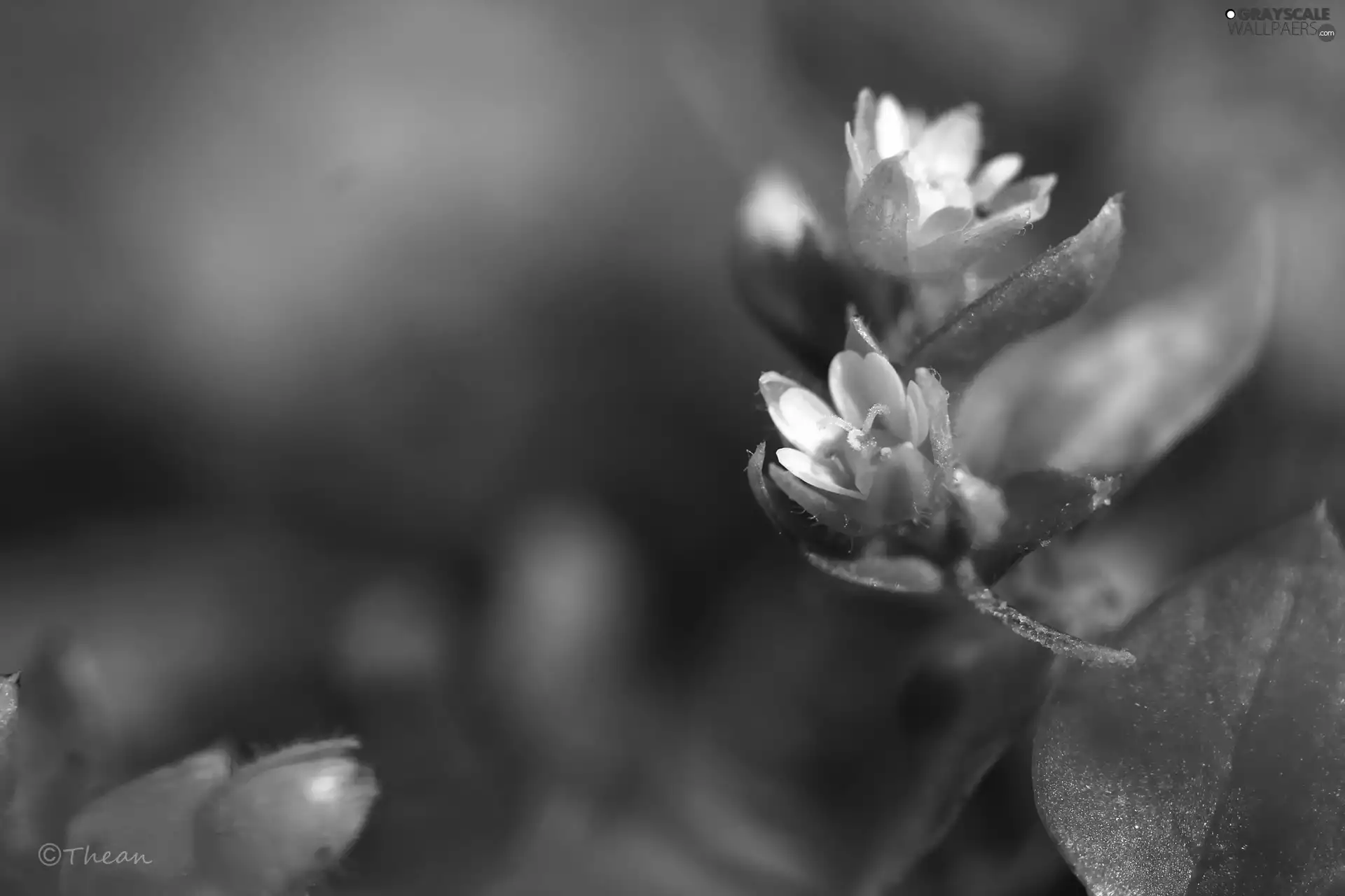 Flowers, little doggies, White