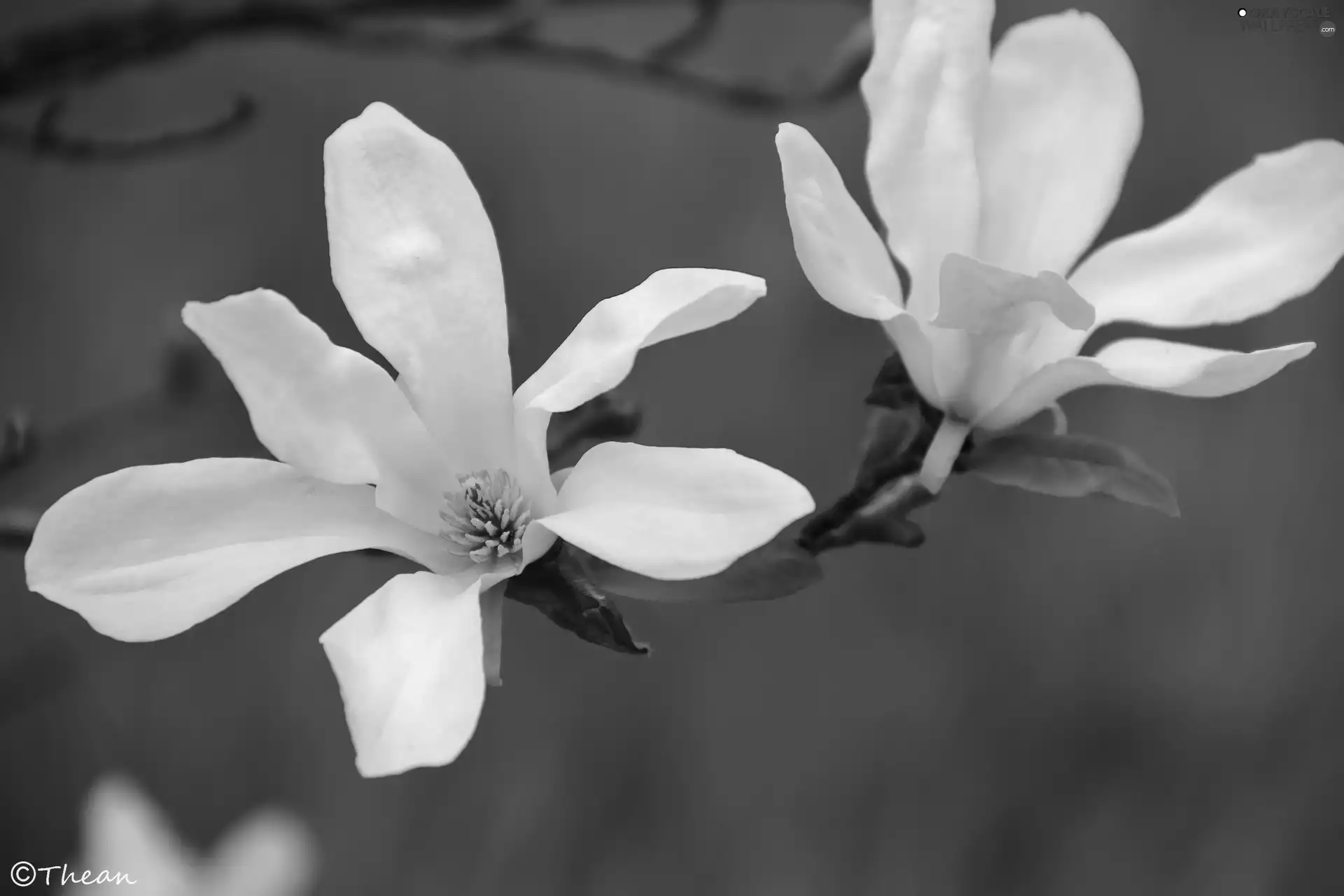 Flowers, Magnolia kobus, White