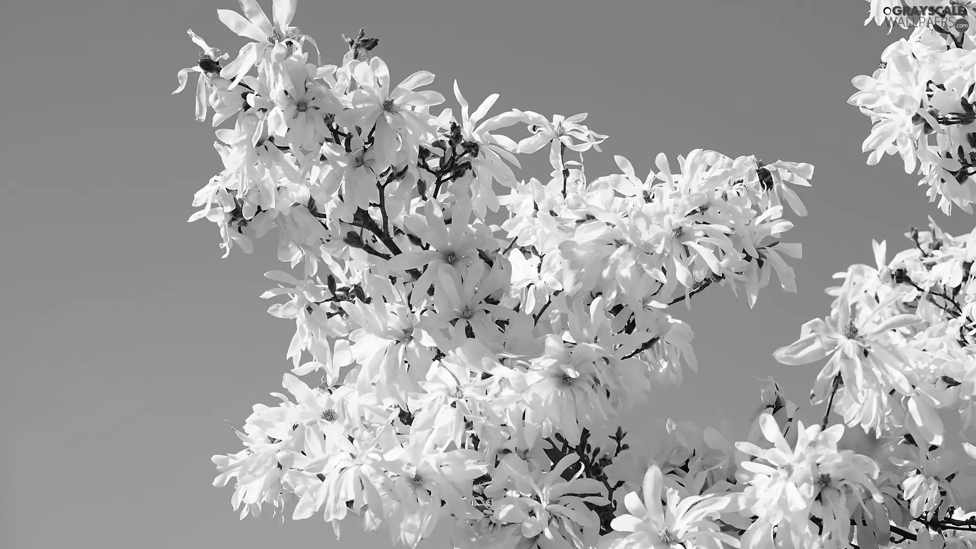 Magnolia, Flowers, Twigs, White
