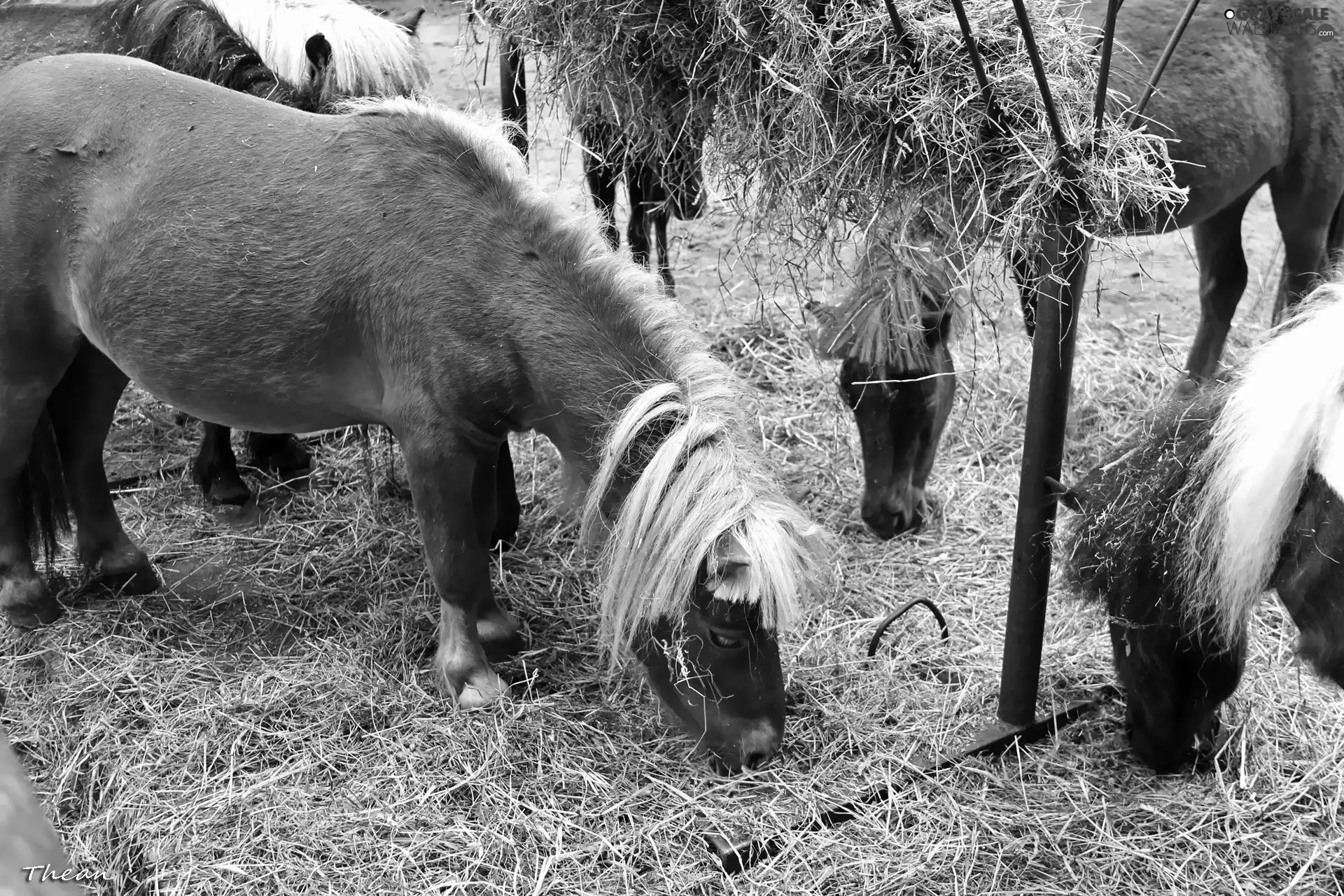 White, Mane, Polish, hay, horses