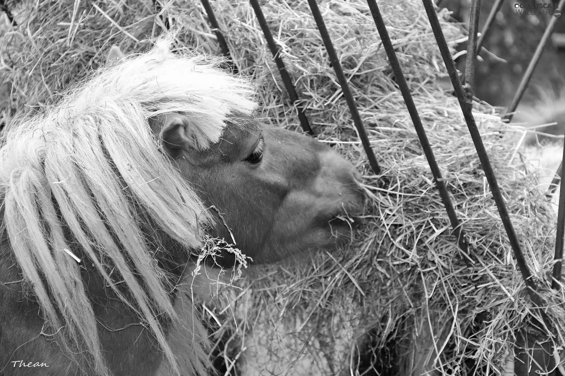 White, mane, polish, hay, sea-horse