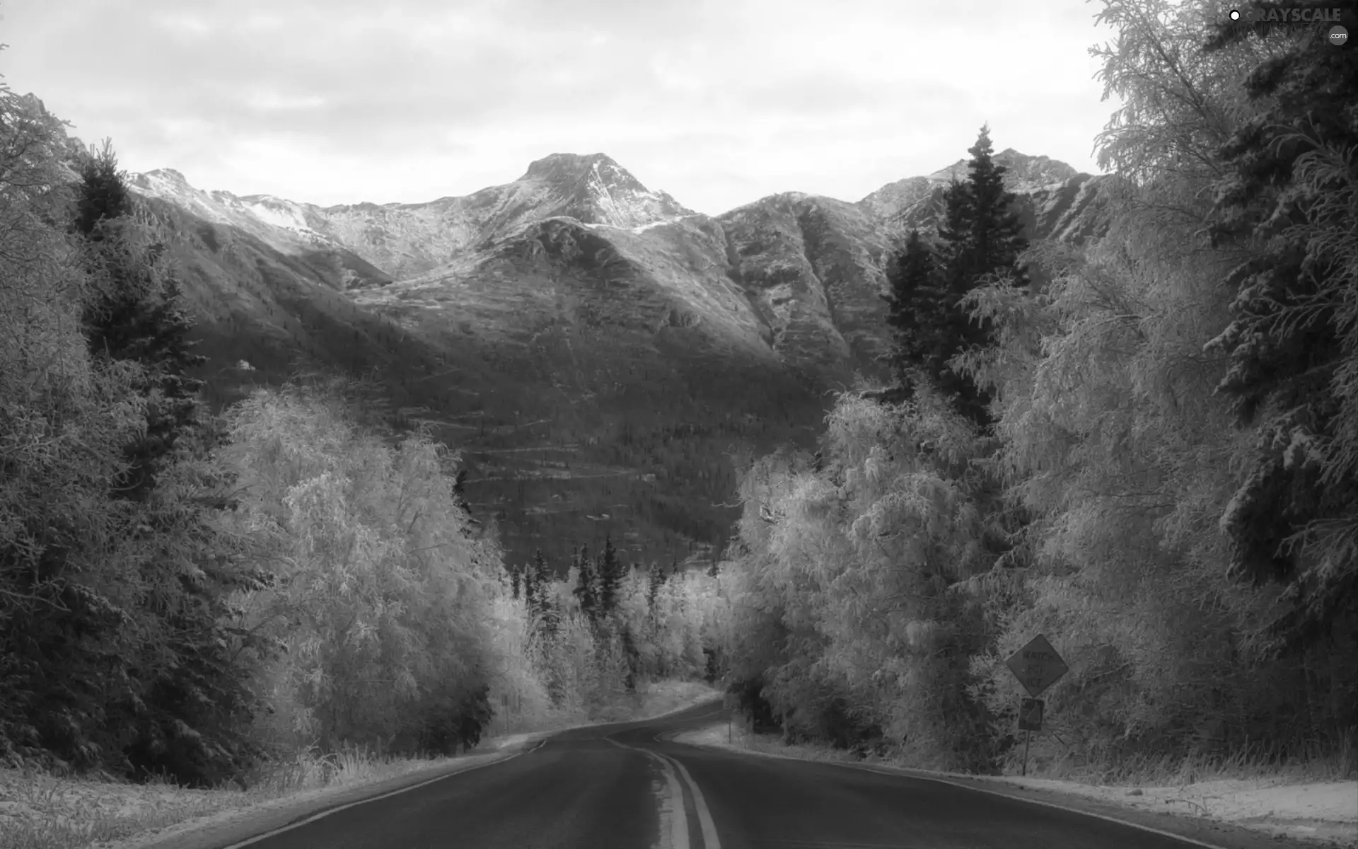 Mountains, forest, White frost, Way