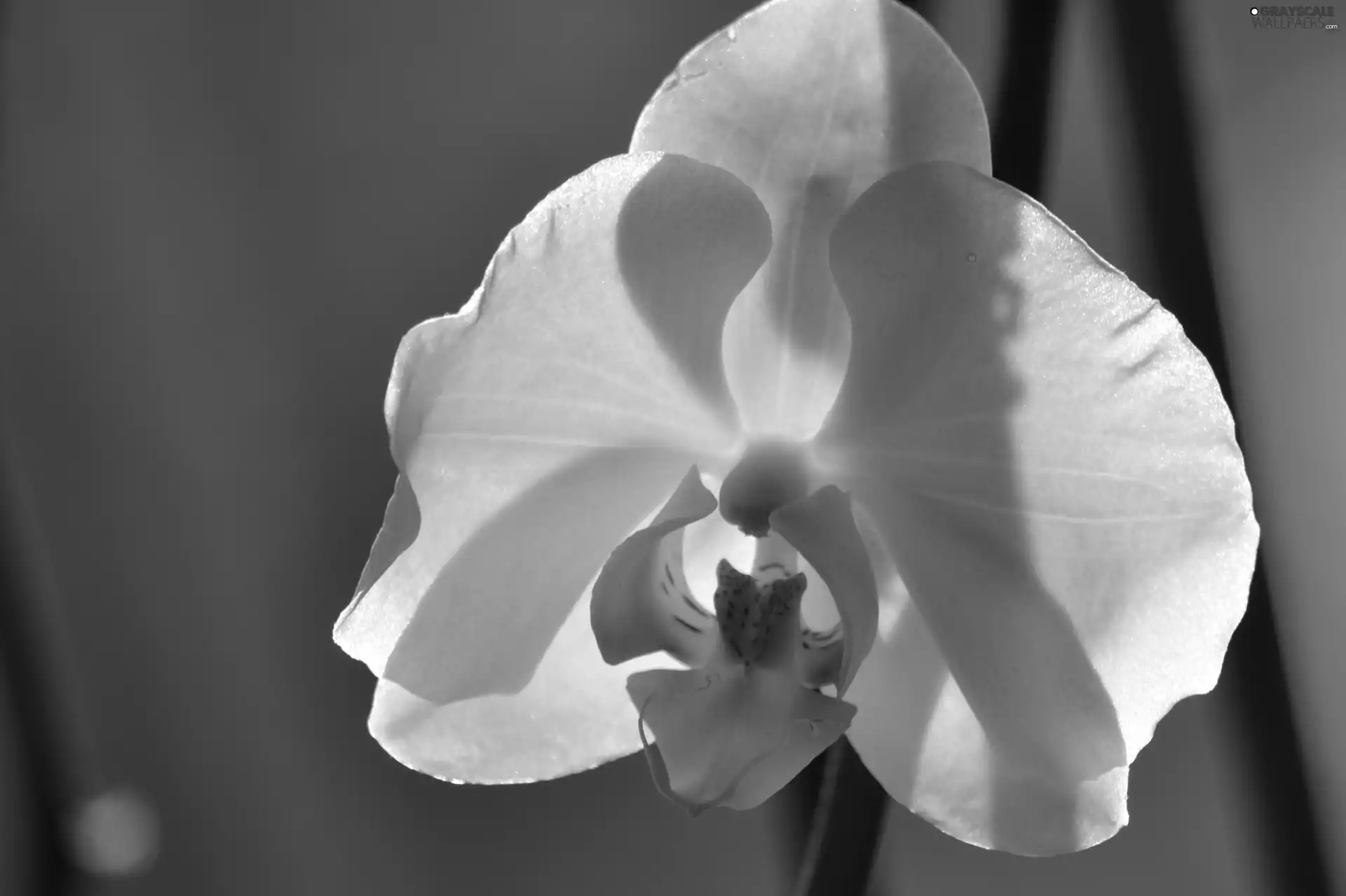 orchid, White