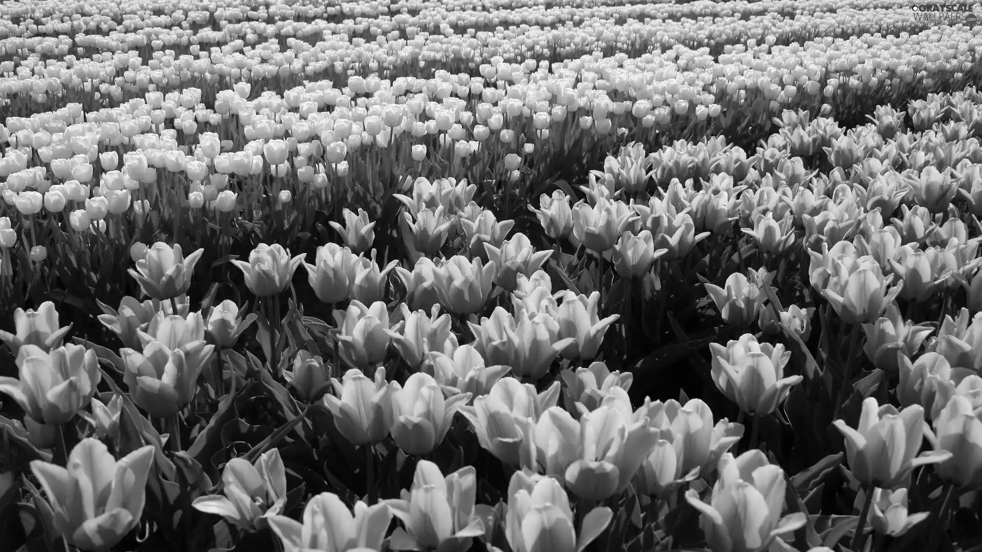 White, Tulips, Pink