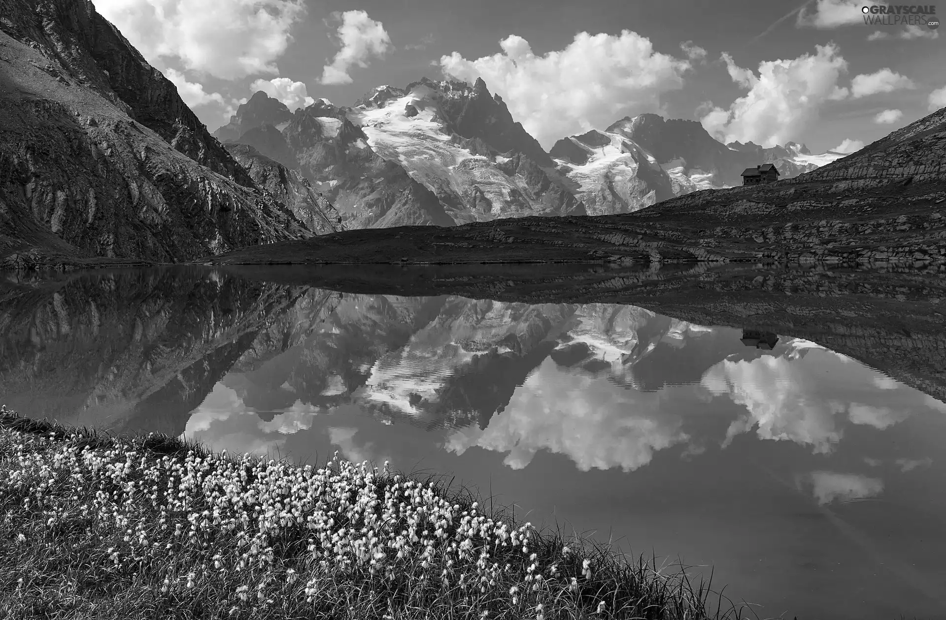 White, plants, Mountains, reflection, lake