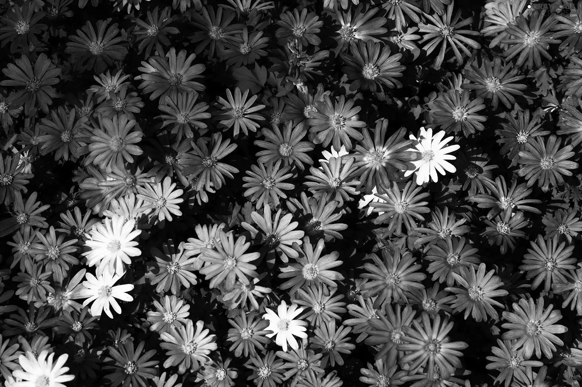purple, Flowers, Astra, White