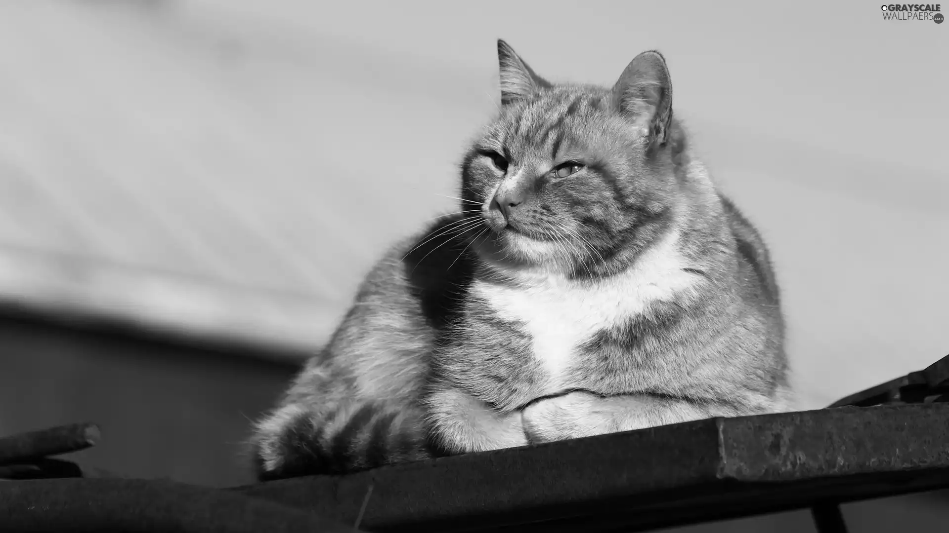 cat, Red-white