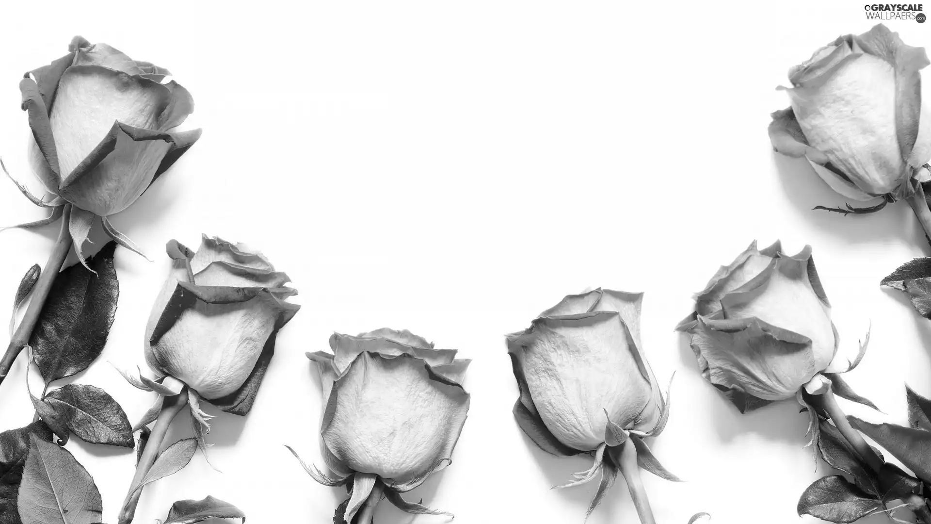 white and pink, White, background, roses