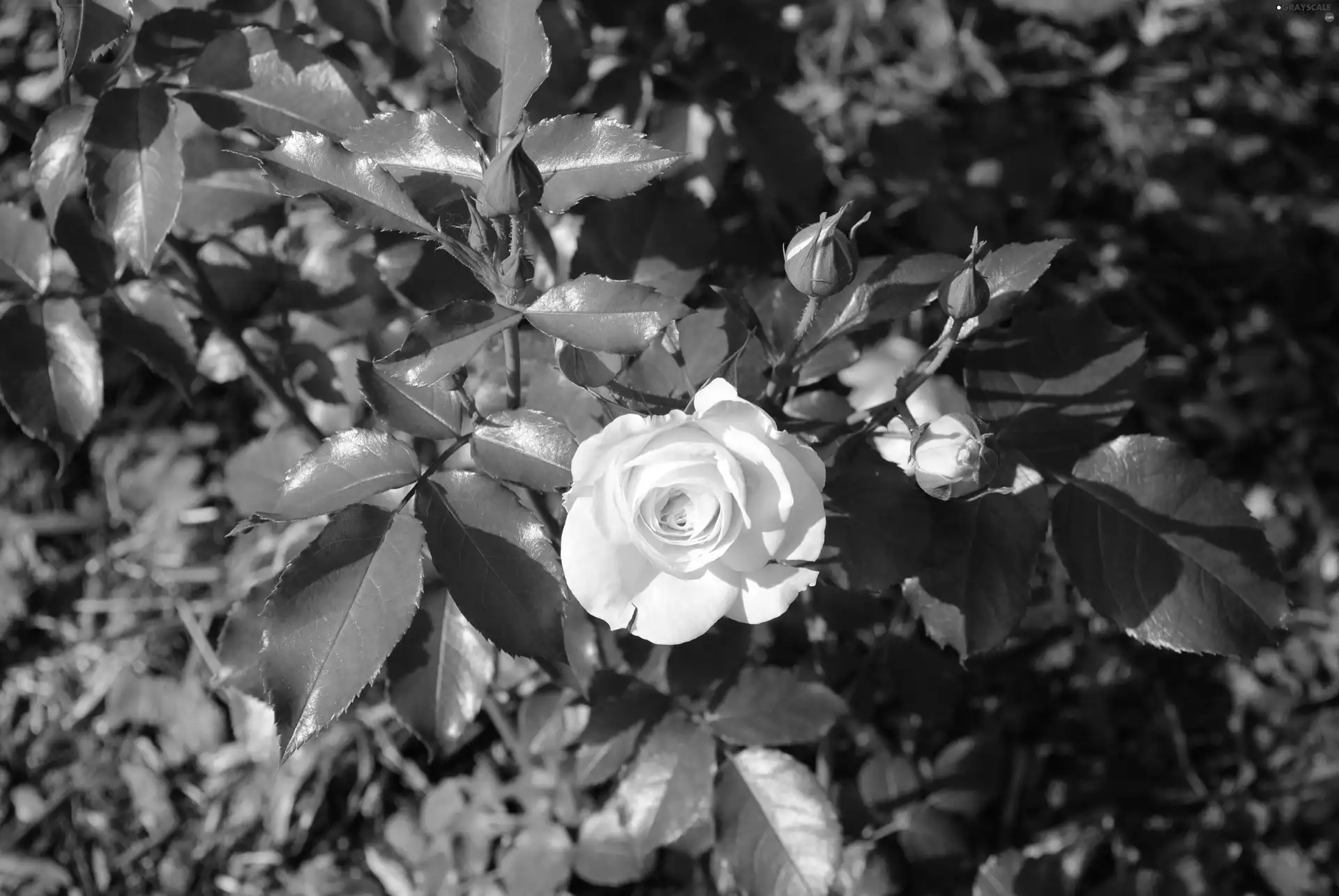 roses, White