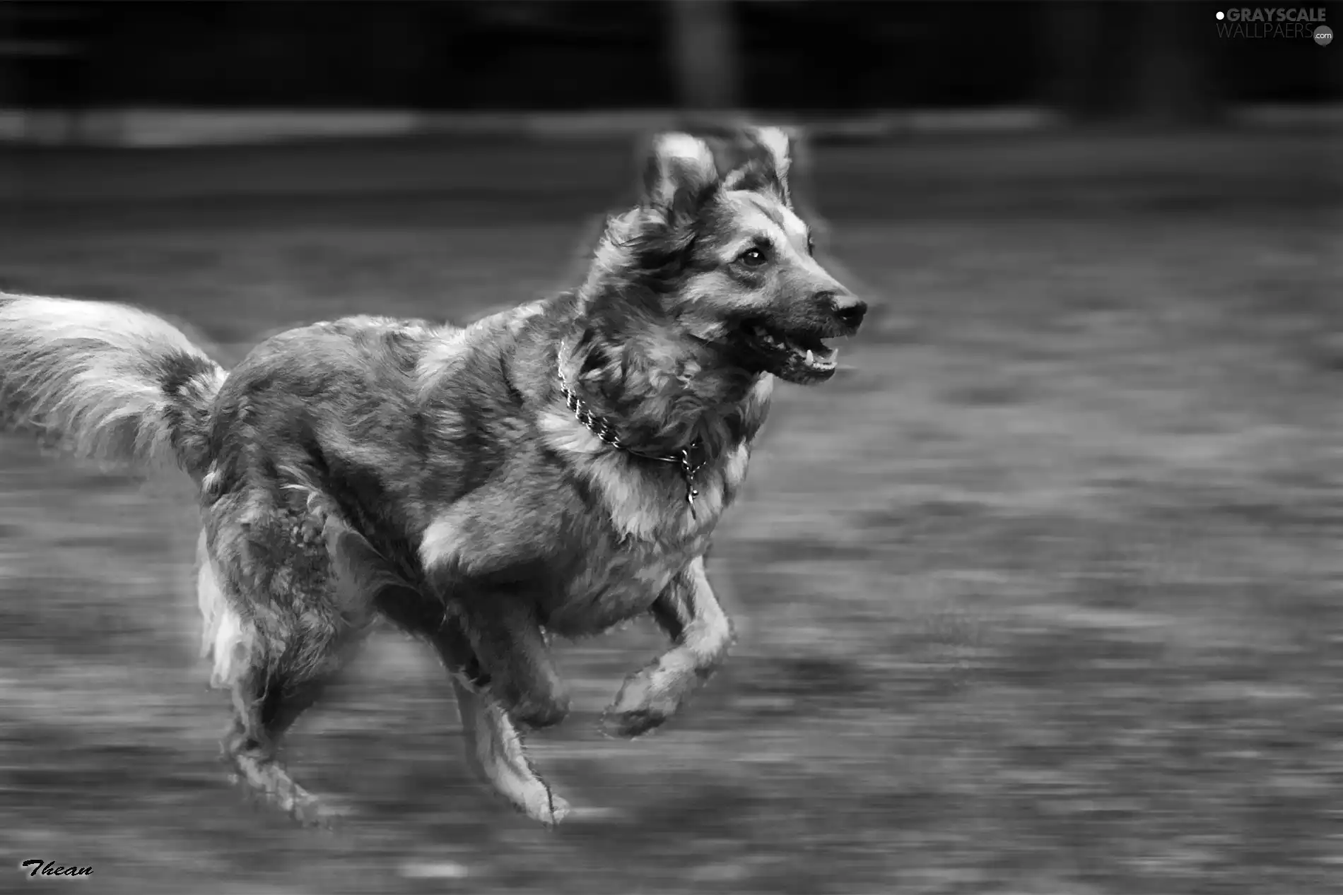 running, black, White, dog