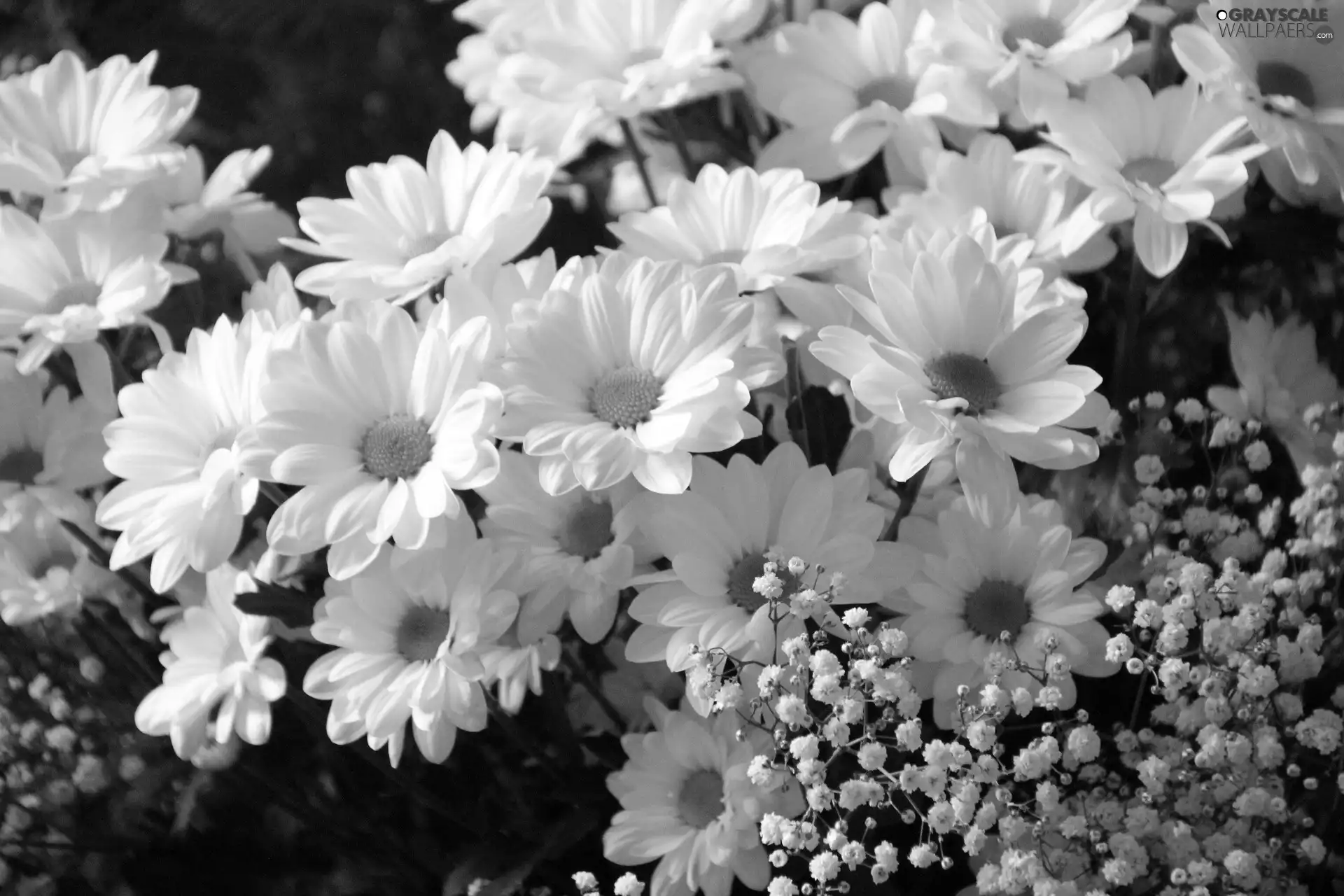 White, chrysanthemums, Single
