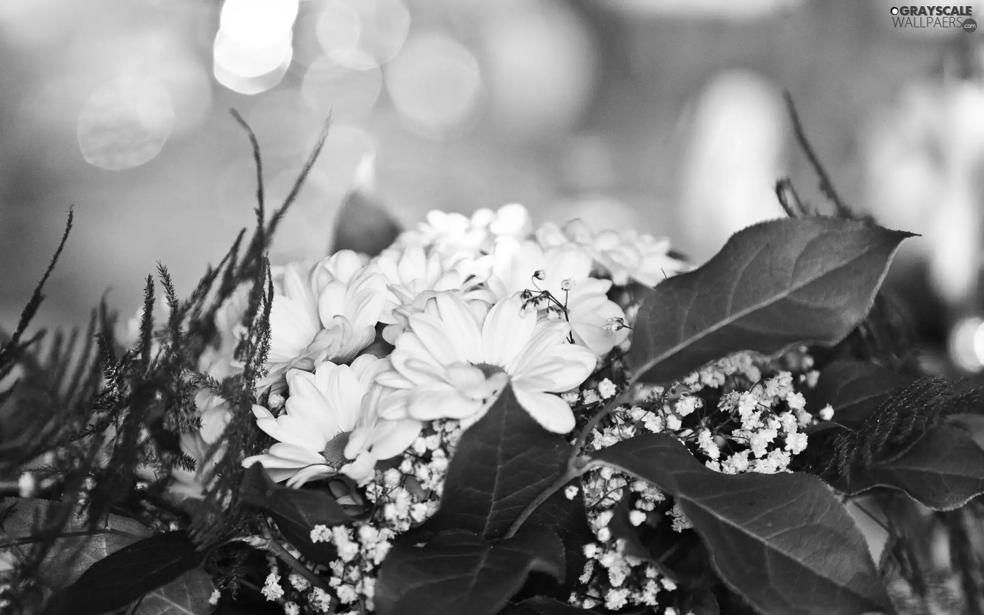 flowers, small bunch, white