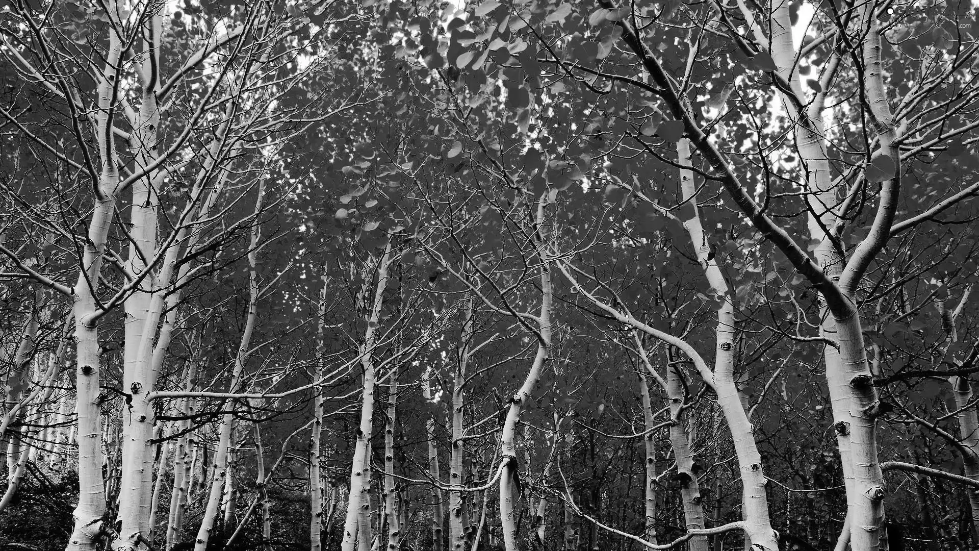 Red, trees, White, Stems, Leaf, viewes