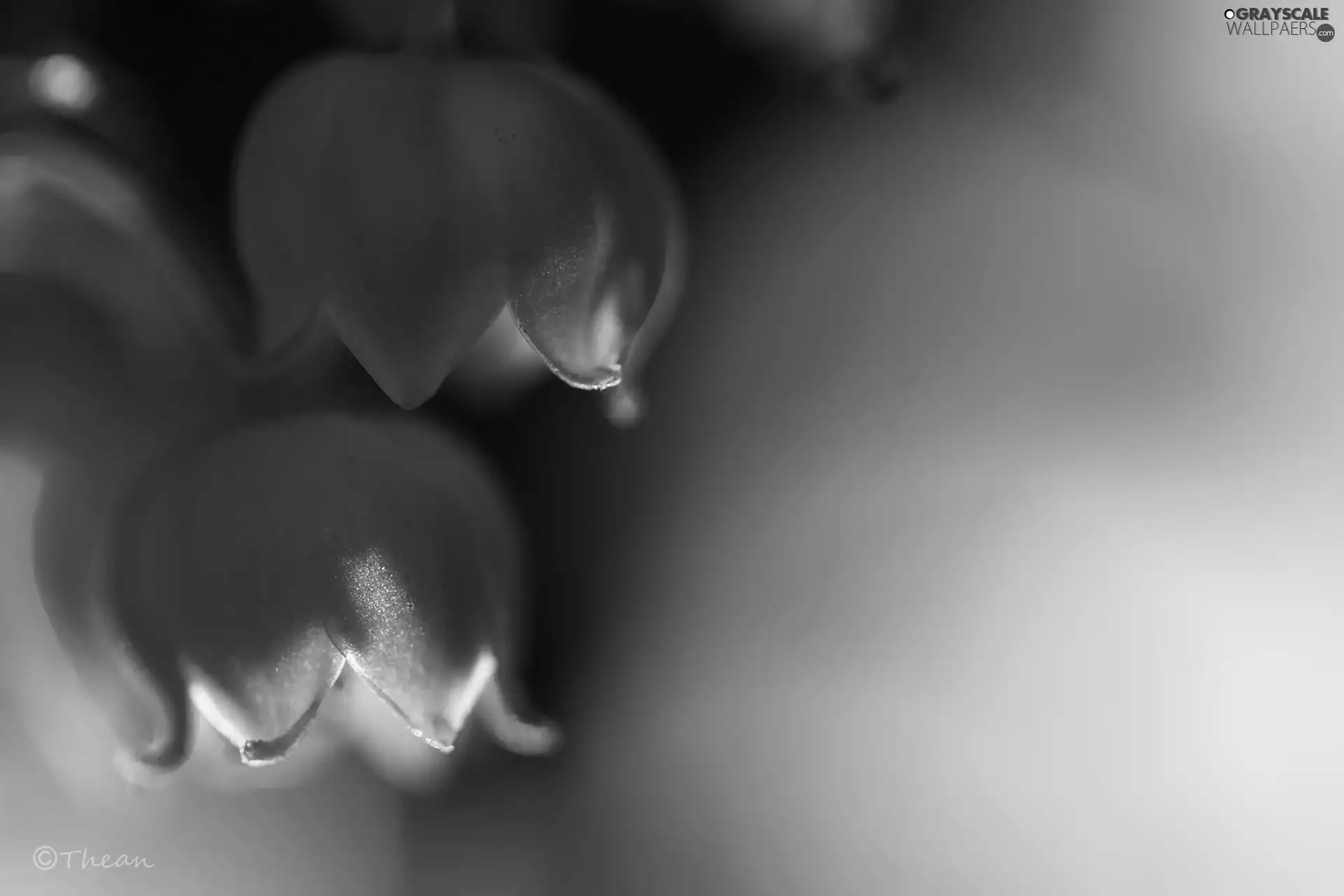 Flowers, lily of the Valley, White