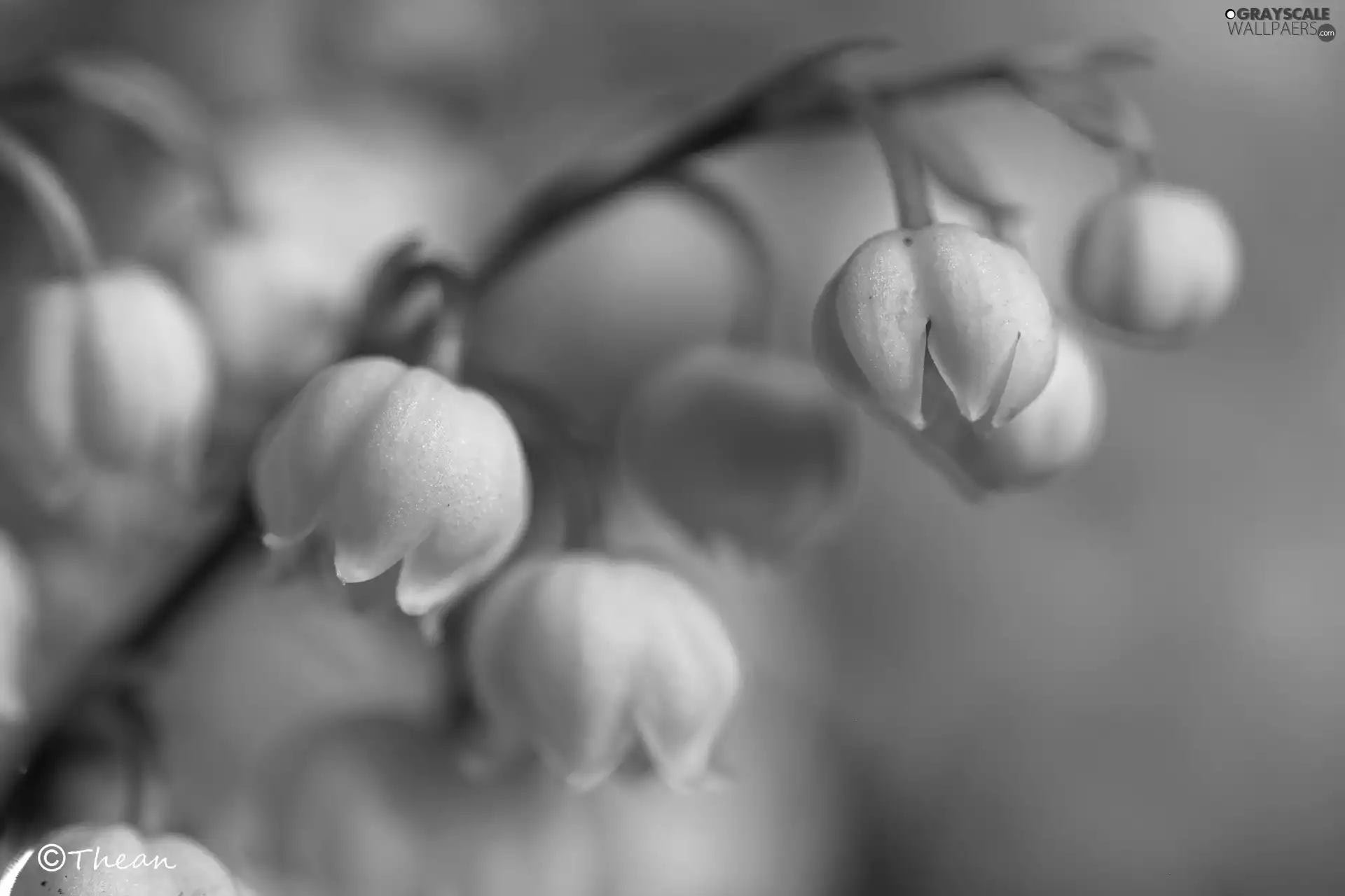 Flowers, lily of the Valley, White