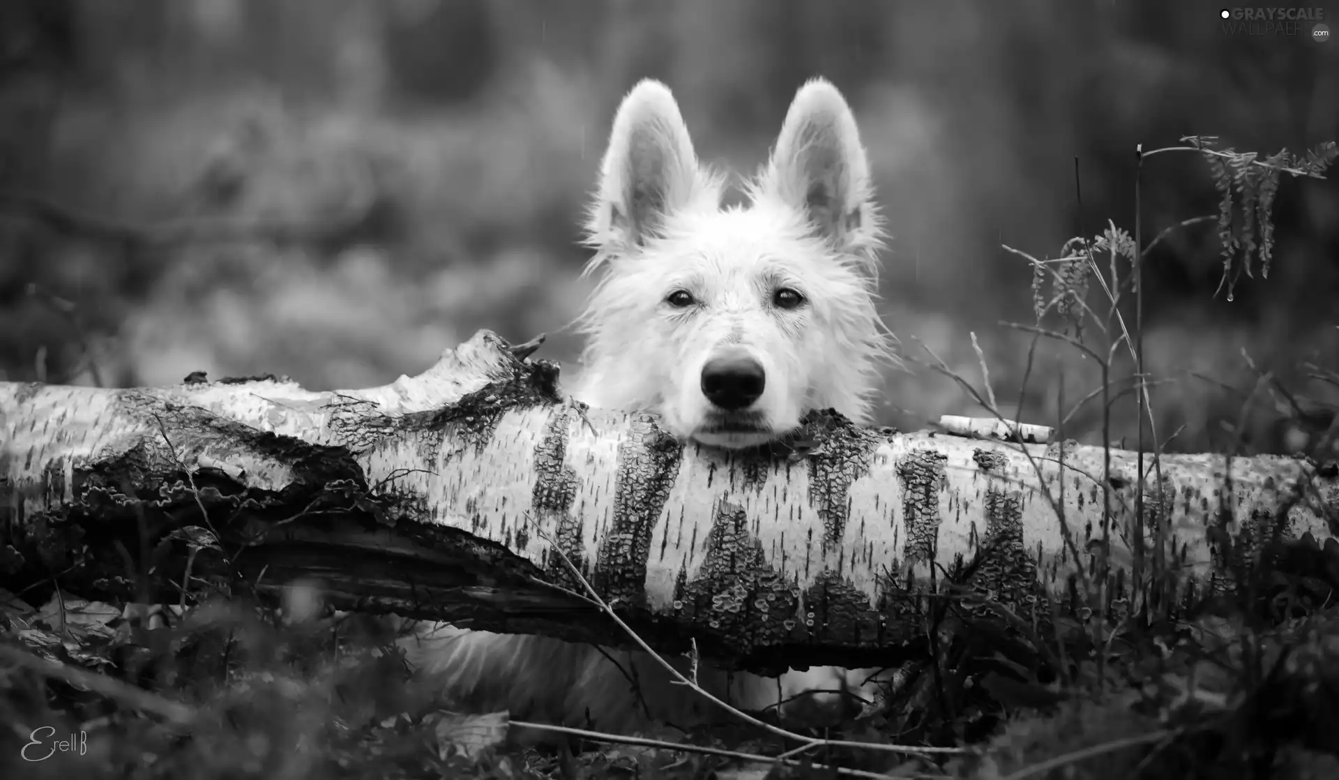 trunk, dog, White Swiss Shepherd