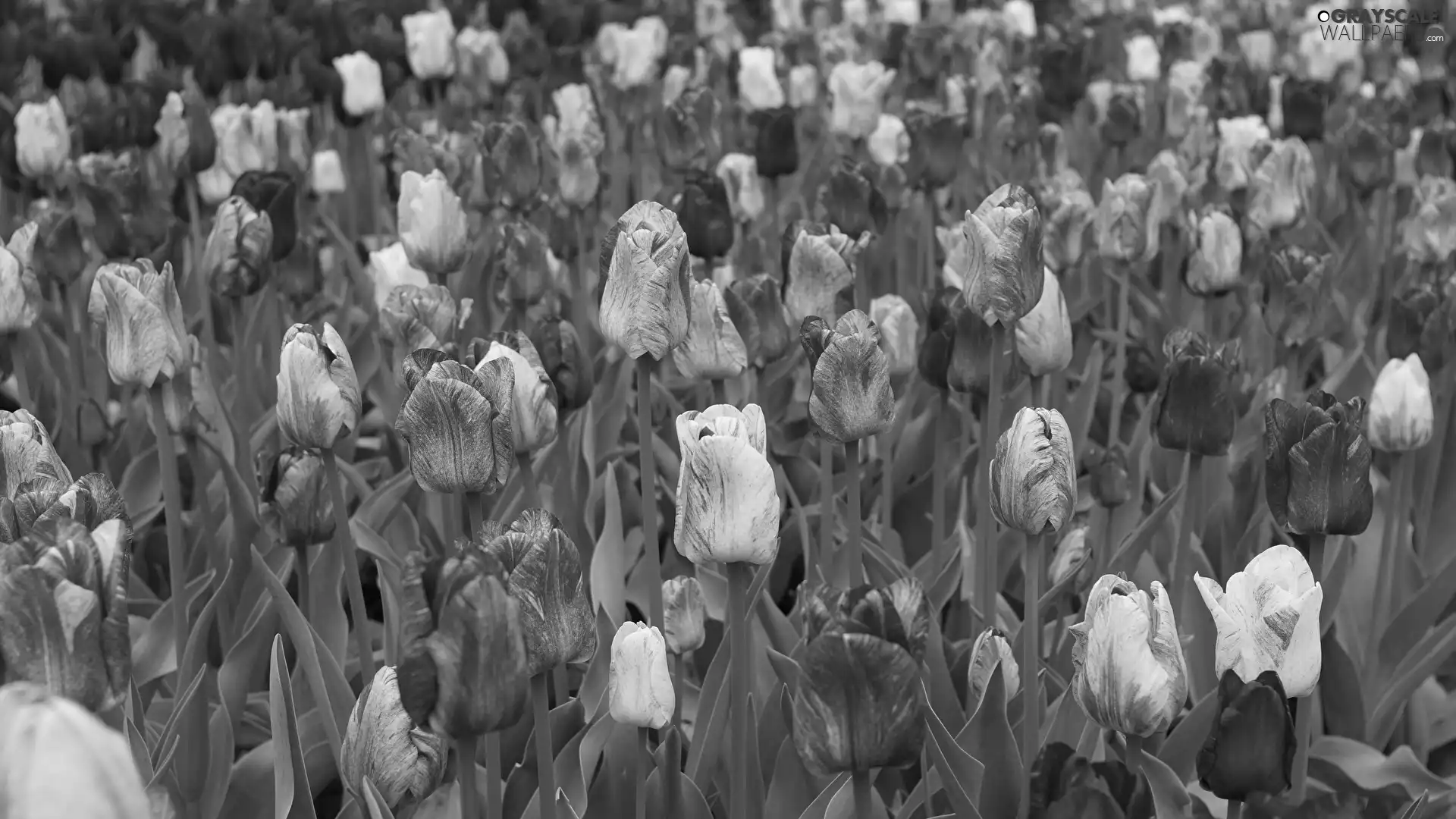 color, Red-White, White-Red, Tulips