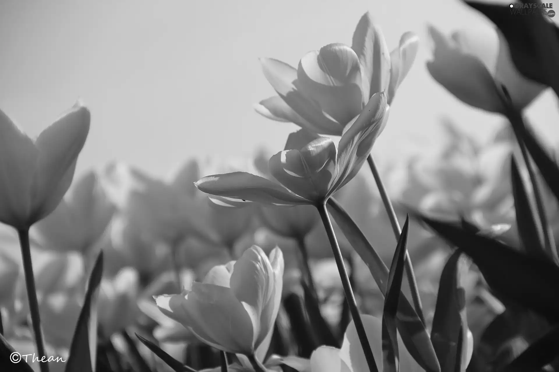 Tulips, White