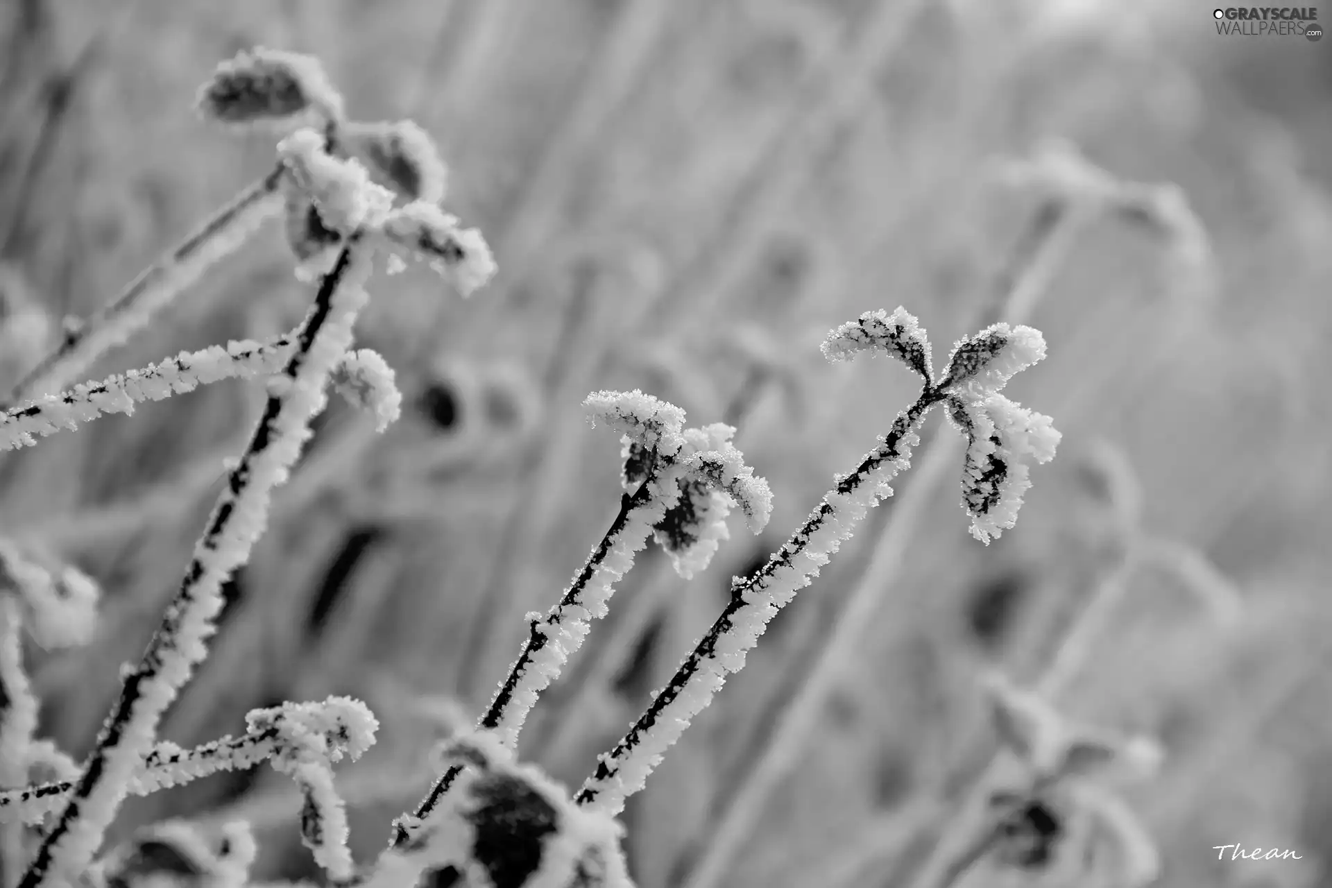 Twigs, Frost, White frost, leaves