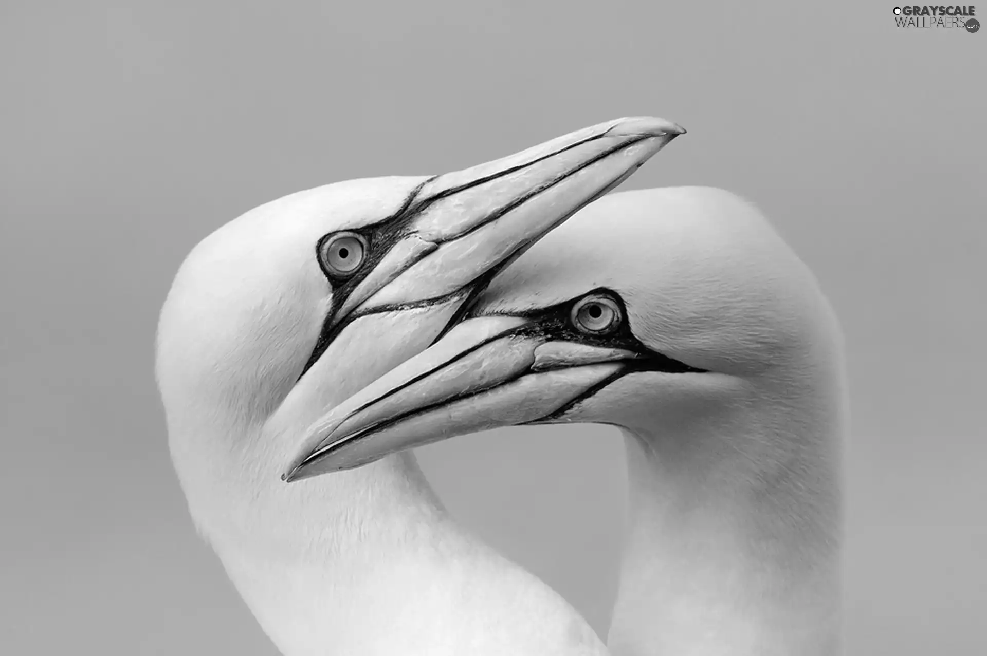 birds, Two cars, White