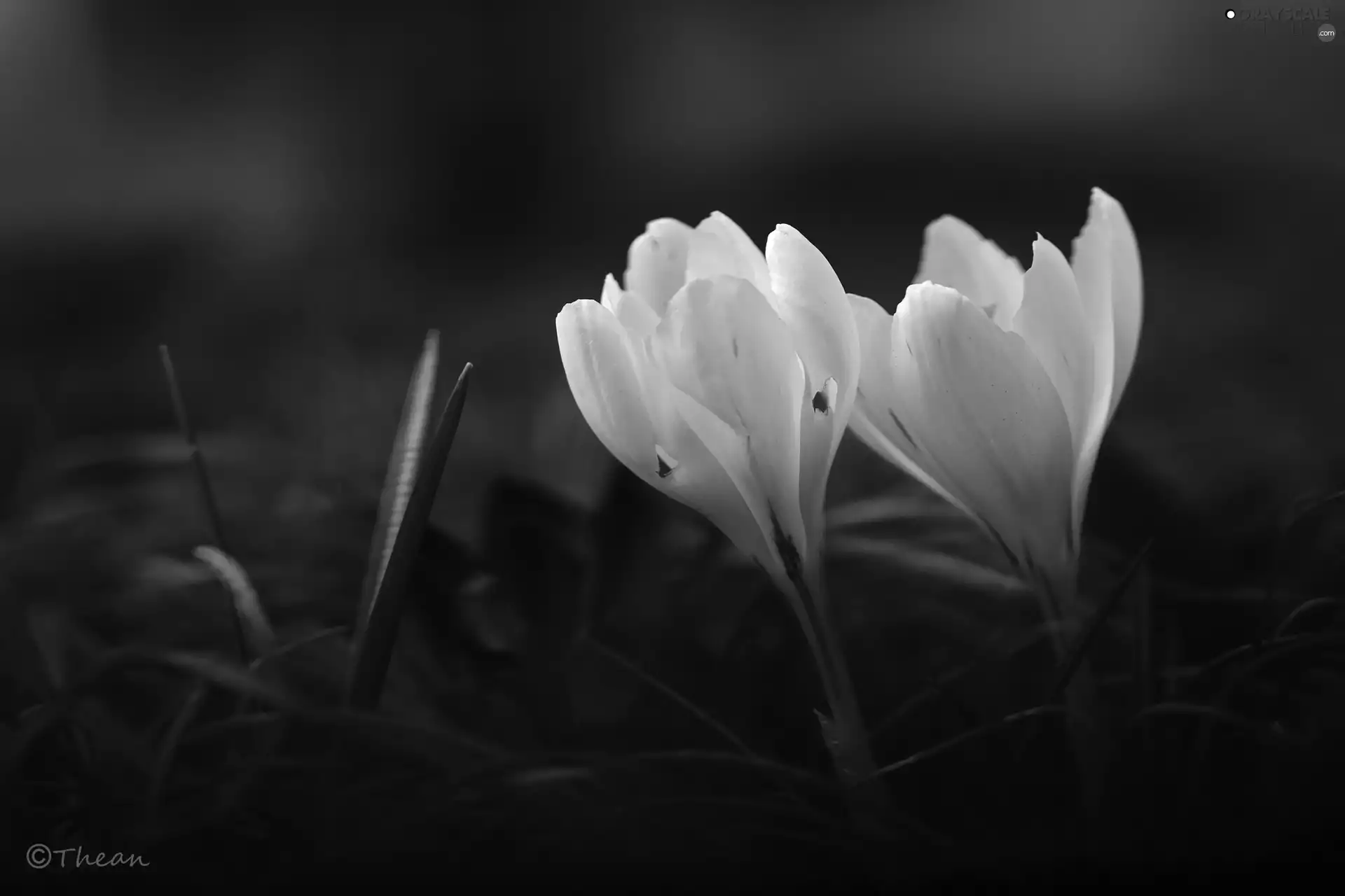 crocuses, Two cars, White