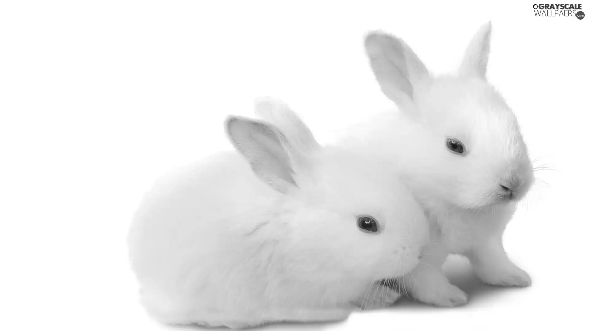 rabbits, Two cars, White