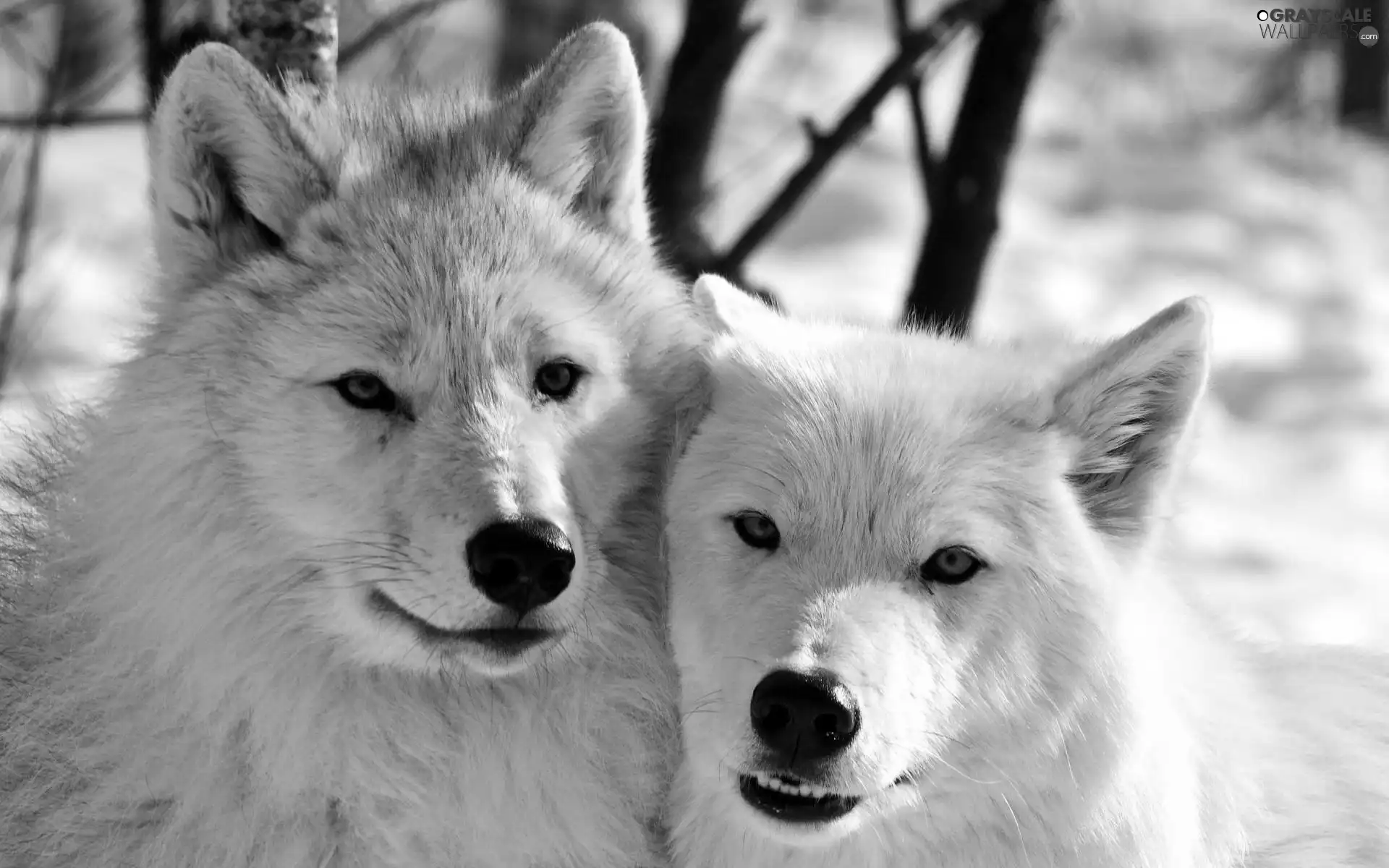 wolves, Two cars, White
