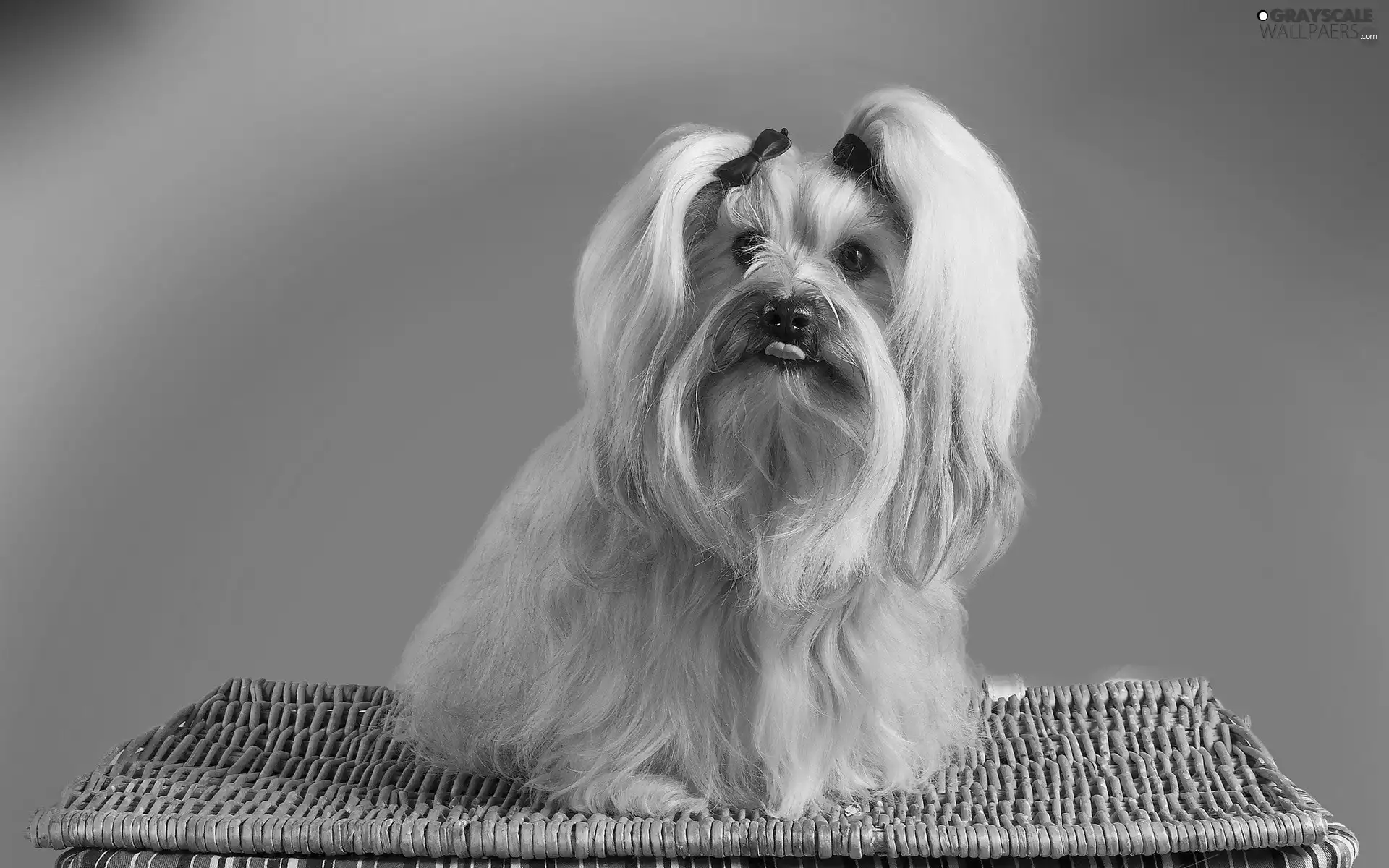Havanese, wicker, basket, Tounge