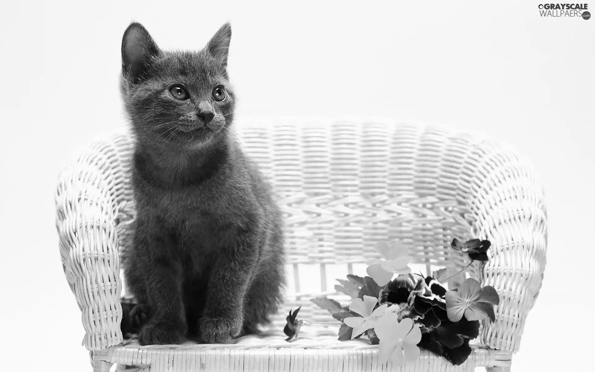 cat, Armchair, wicker, pansies