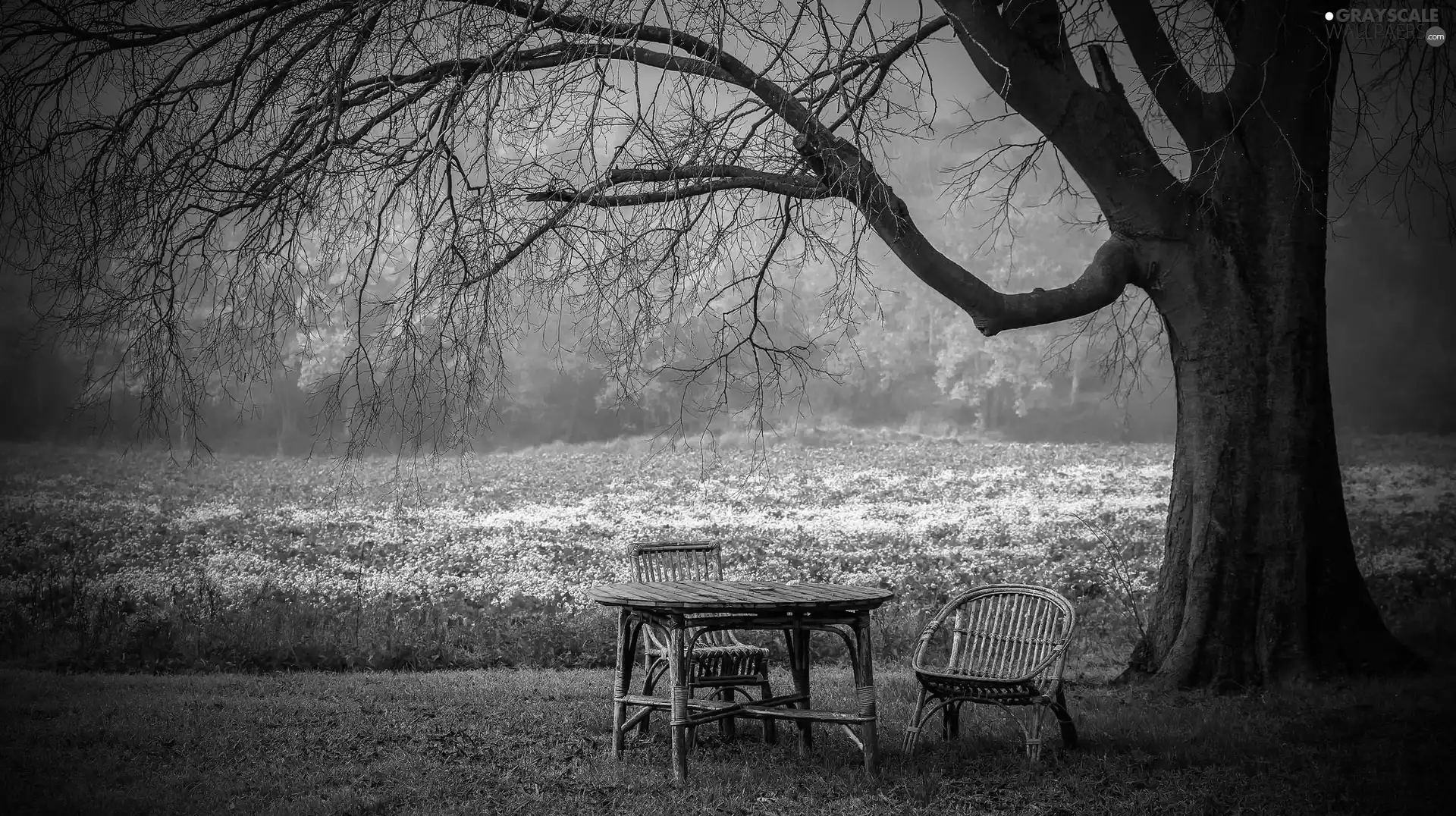 wicker, trees, wicker, Stool, Table, car in the meadow