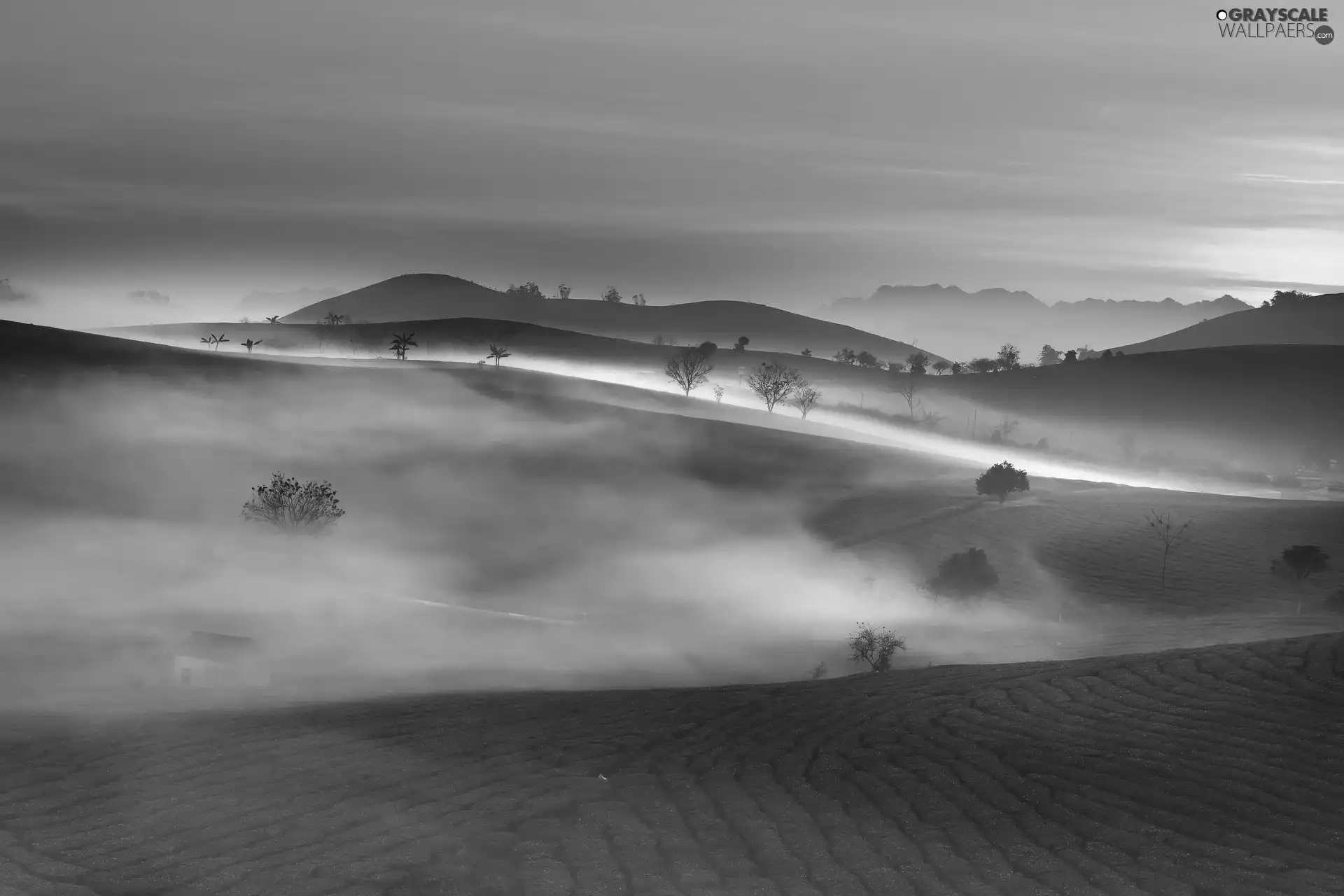 Fog, trees, Son La Province, tea, Wietnam, trees, cultivation, The Hills, dawn, Field, viewes, viewes, Sunrise